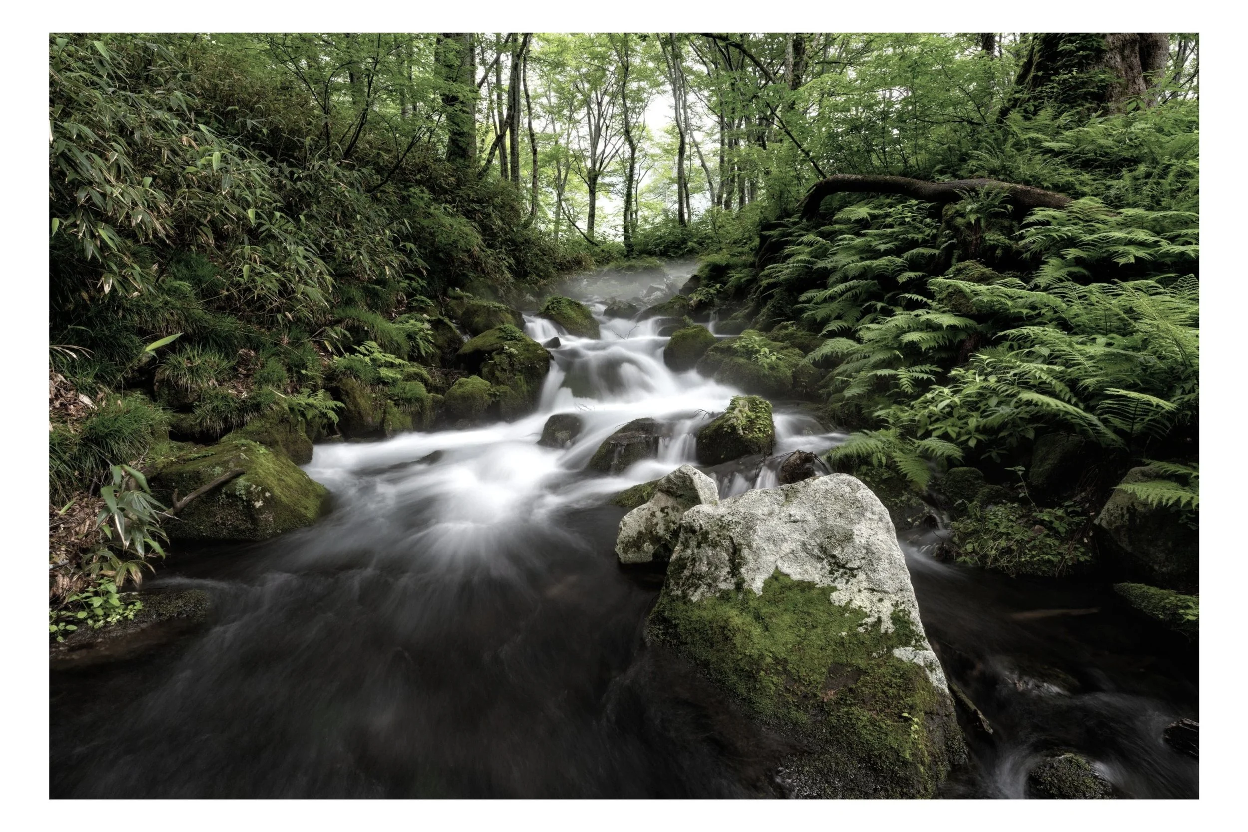 A flowing stream in a lush green forest with moss-covered rocks and fern plants along the banks. Yakushima