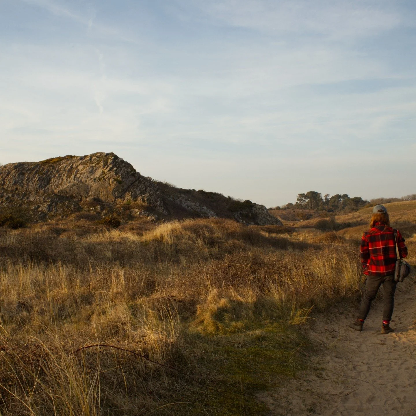 Glorious sun in Bosherston/Broad Haven yesterday, photographing golden gorse for an upcoming essay. 

Also - I'm working on a new website to feature all Wild Welsh Plants essays and photography, as well as some bonus botanical stuff. Coming soon!

#b