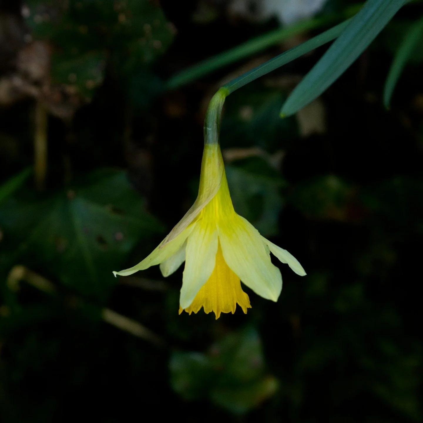 Happy St David's Day! Dydd Gwyl Dewi Hapus! To celebrate, I've written a special photo essay for @cwlwm_mag, exploring the origins, mythology and symbolism of the ancient daffodil.

'Ubiquitous and beloved, the golden daffodil is a national icon of C
