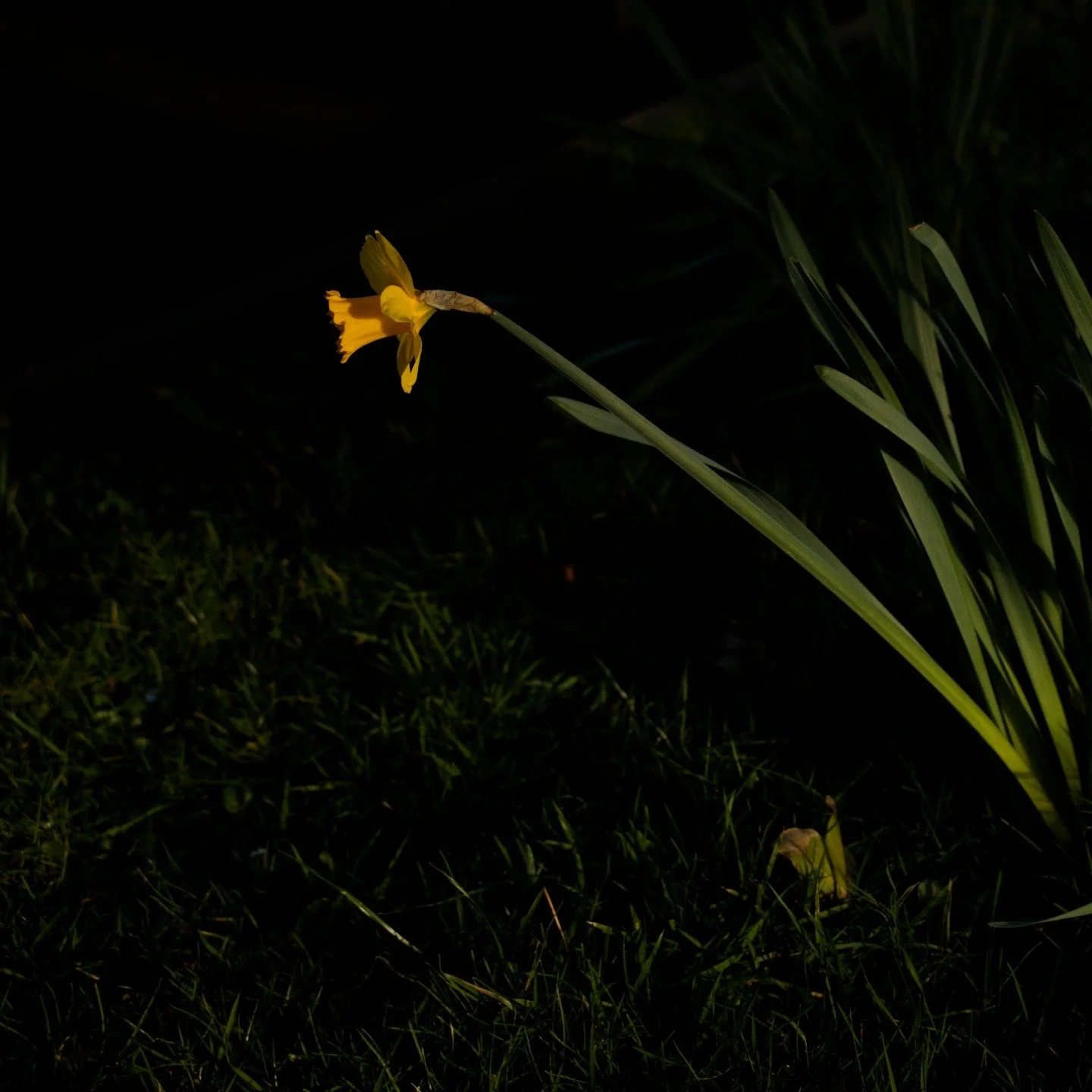 Spring is upon us! Having emerged from winter dormancy, I'm gearing up for a new year full of Welsh flowers. I'm excited to say that my first photo essay of 2025 is an epic exploration of daffodils - the national flower of Wales - and will be publish