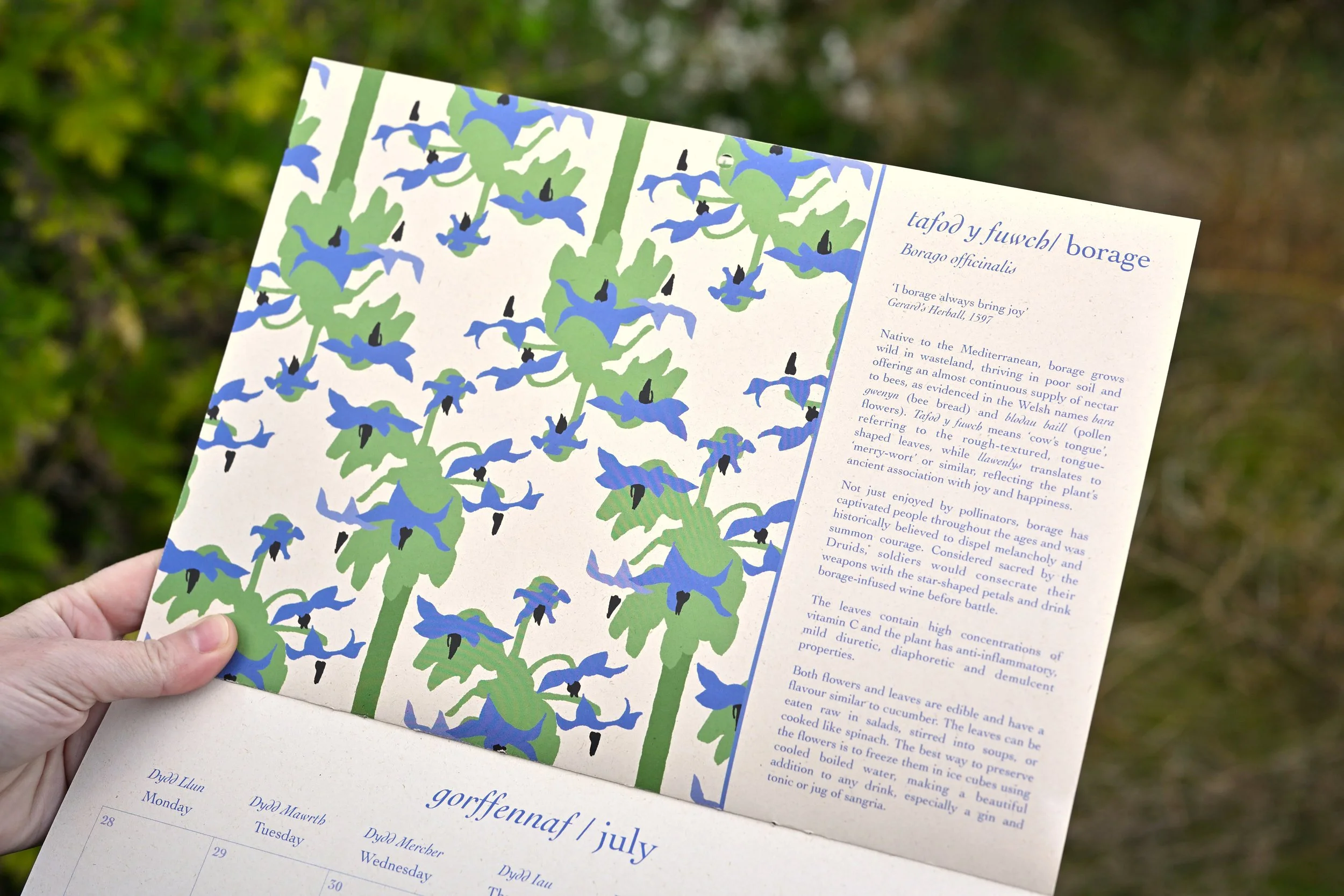 calendar 27 borage.jpg