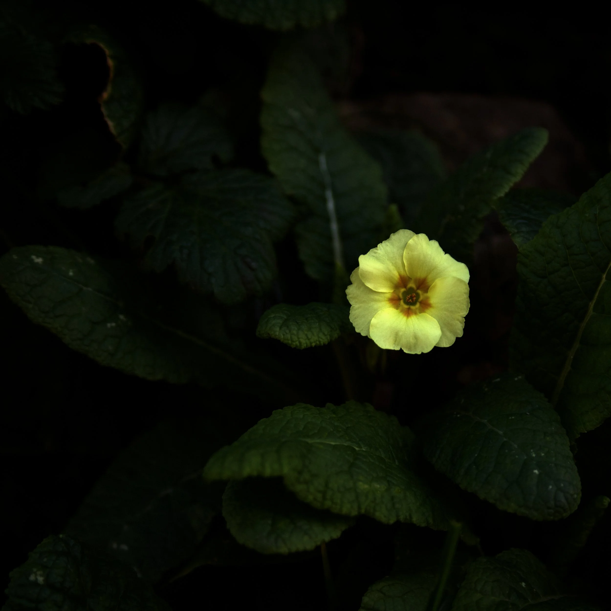singlr primrose flower in leaves.jpg