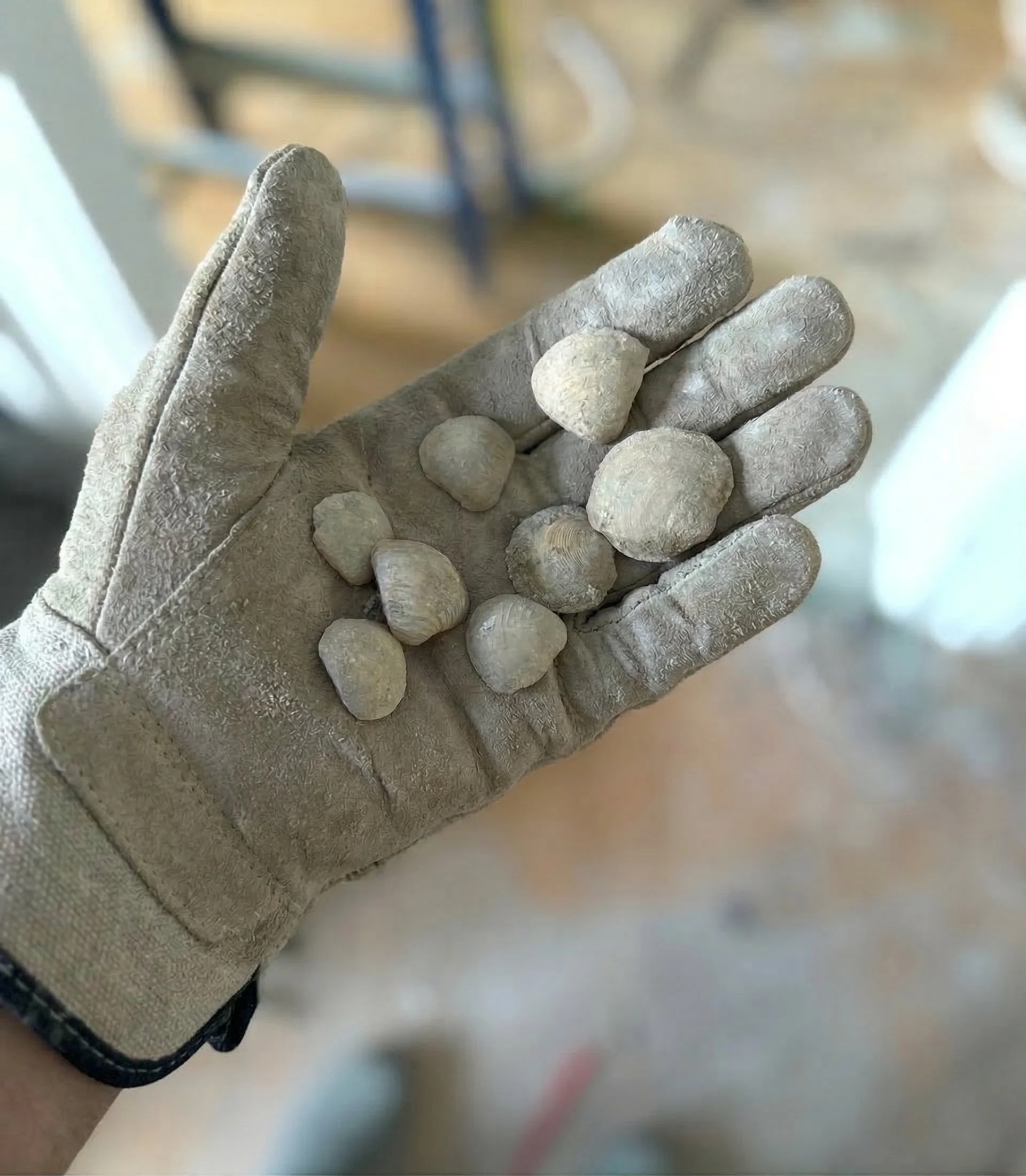 An electrician's gloved hand holding tiny seashells extracted from rock-hard 19th-century coastal lath and plaster walls, the result of early builders using unwashed beach sand as a plaster aggregate in Newfoundland heritage homes.