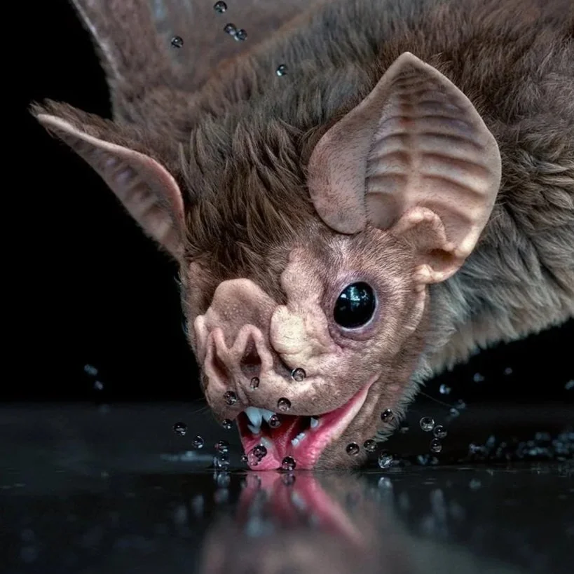 Vampire Bat – Photorealistic 3D Creature Study