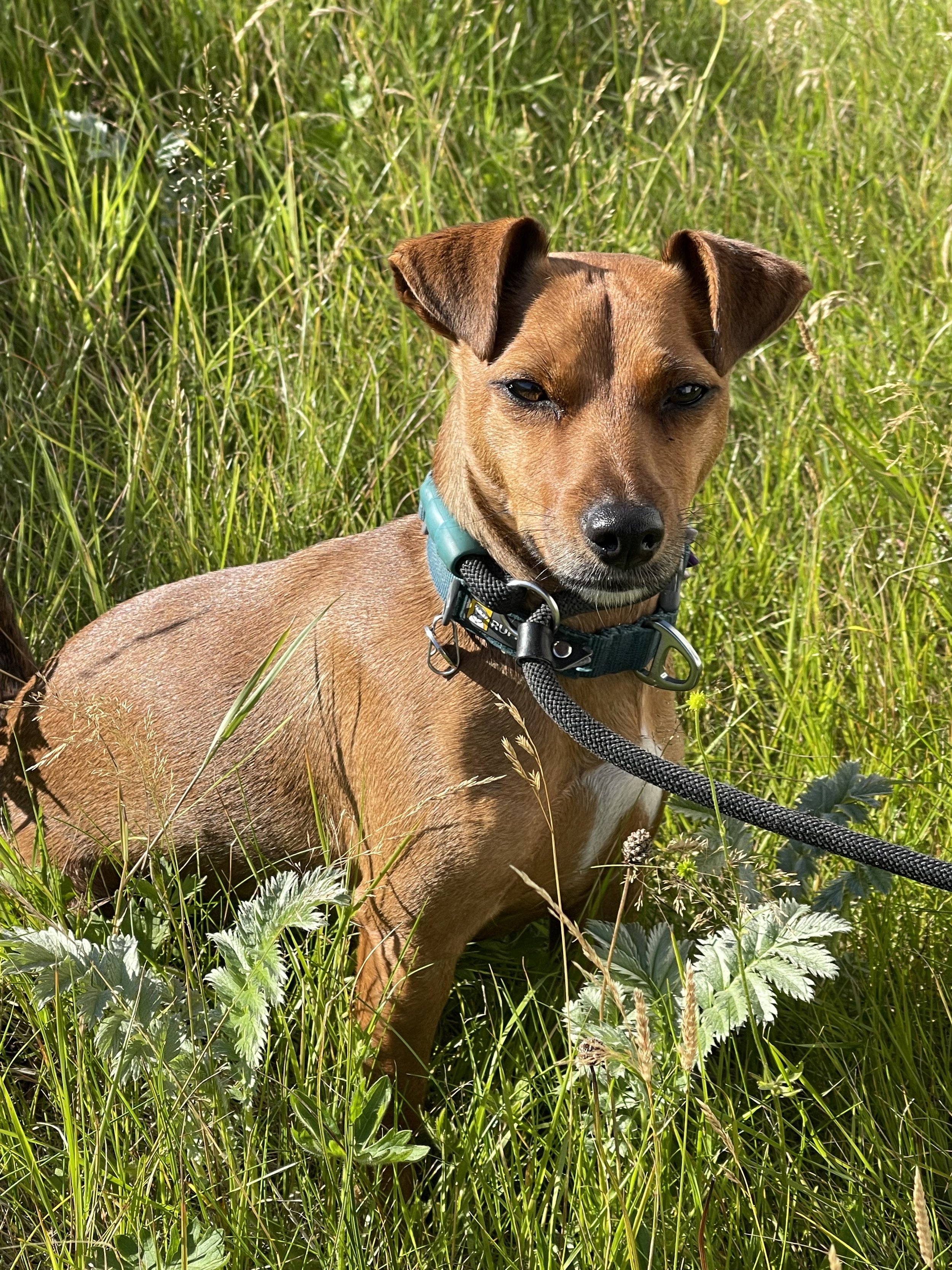 Gypsy the Jack Russell Terrorist