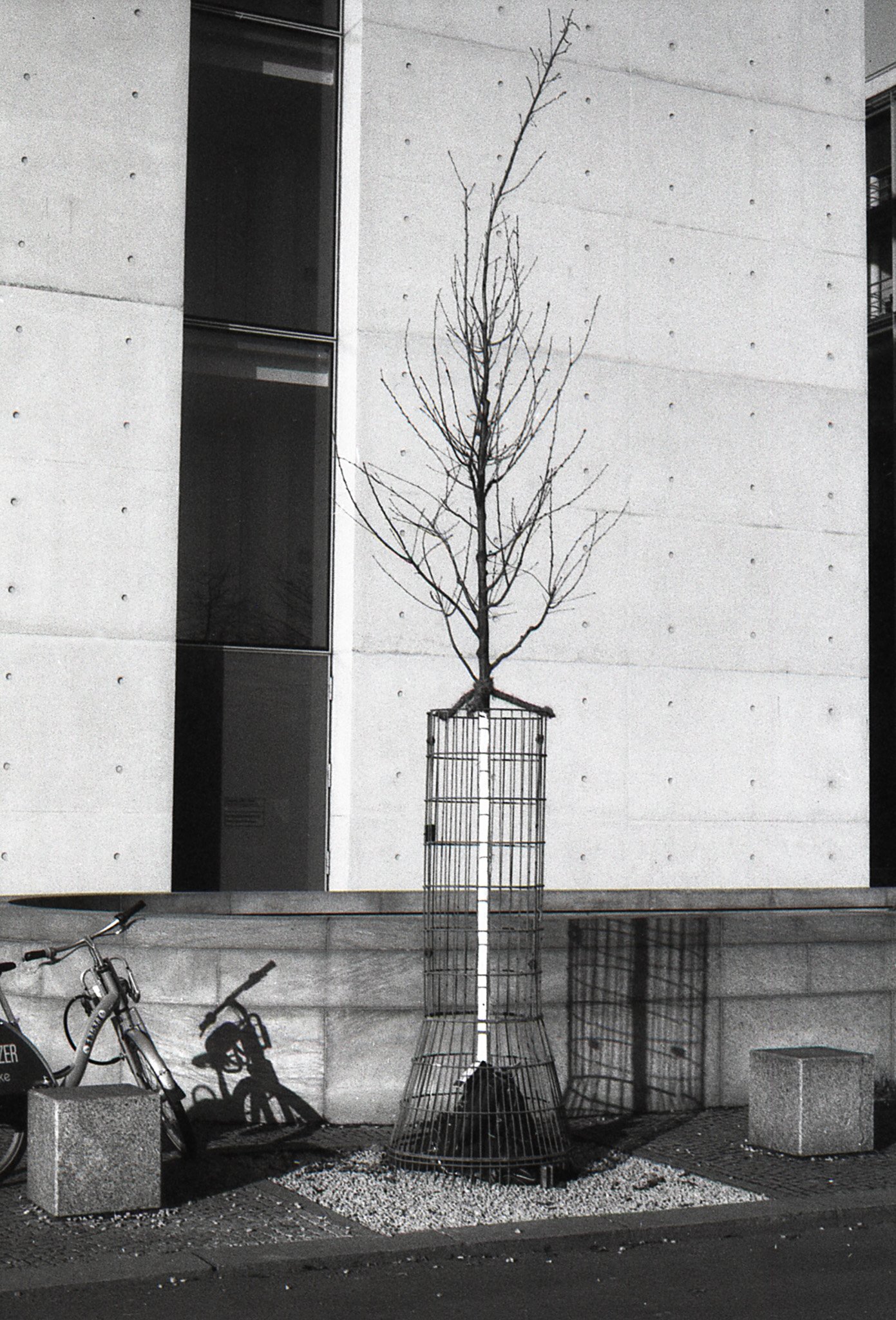 Berlin Trees ©Izabella Tulip-Parkin Photography.jpg