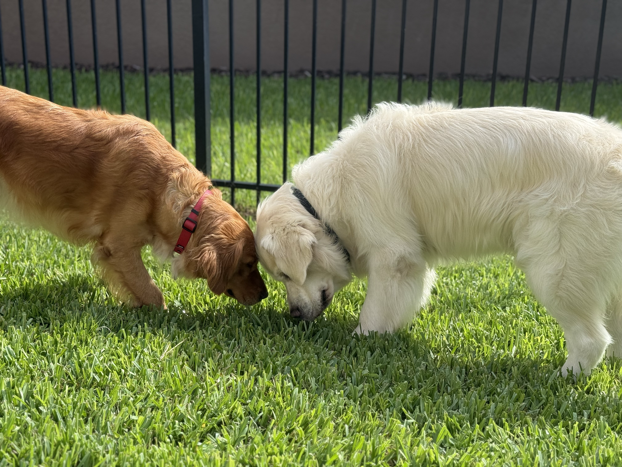 Baloo and Pepper