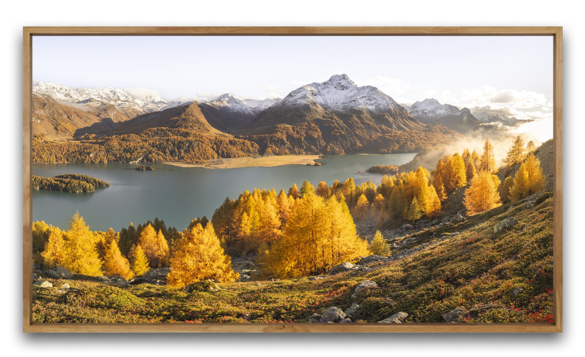 Landschaftsbild vom Silsersee im Engadin, Schweiz im Herbst. Viele goldige Lärchen, ein schöner See frisch verschneite Berge im Hintergrund. Zu erkennen ist der Piz da la Margna.