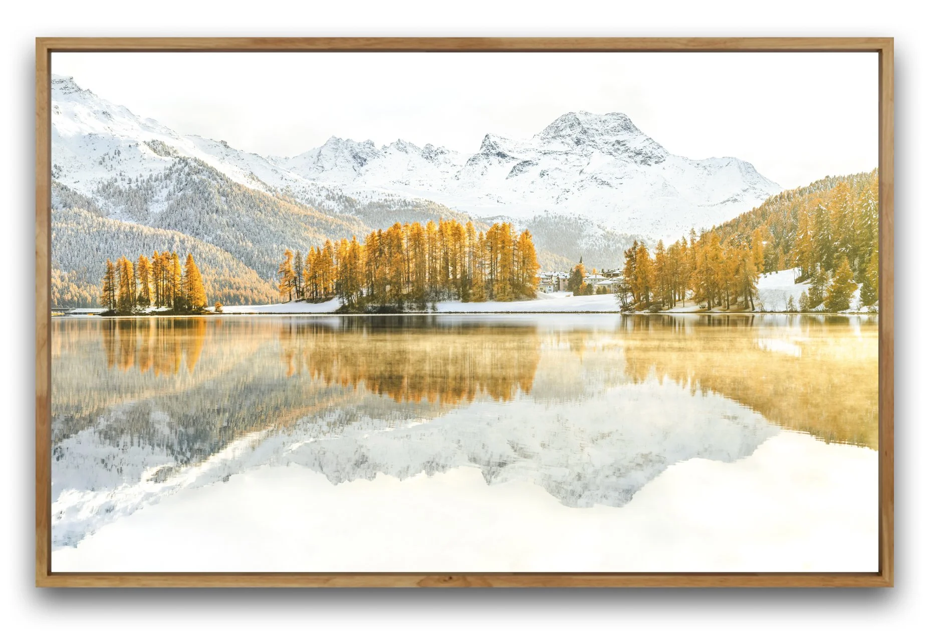 Engadin Landschaftsbild zu sehen ist der Lej da Champfer, Silvaplana und im Hintergrund der Piz da la Margna. Goldige Lärchen und Verschnagen Bäumen am Seeufer, dahinter schneebedeckte Berge, Spiegelung im ruhigen Wasser.