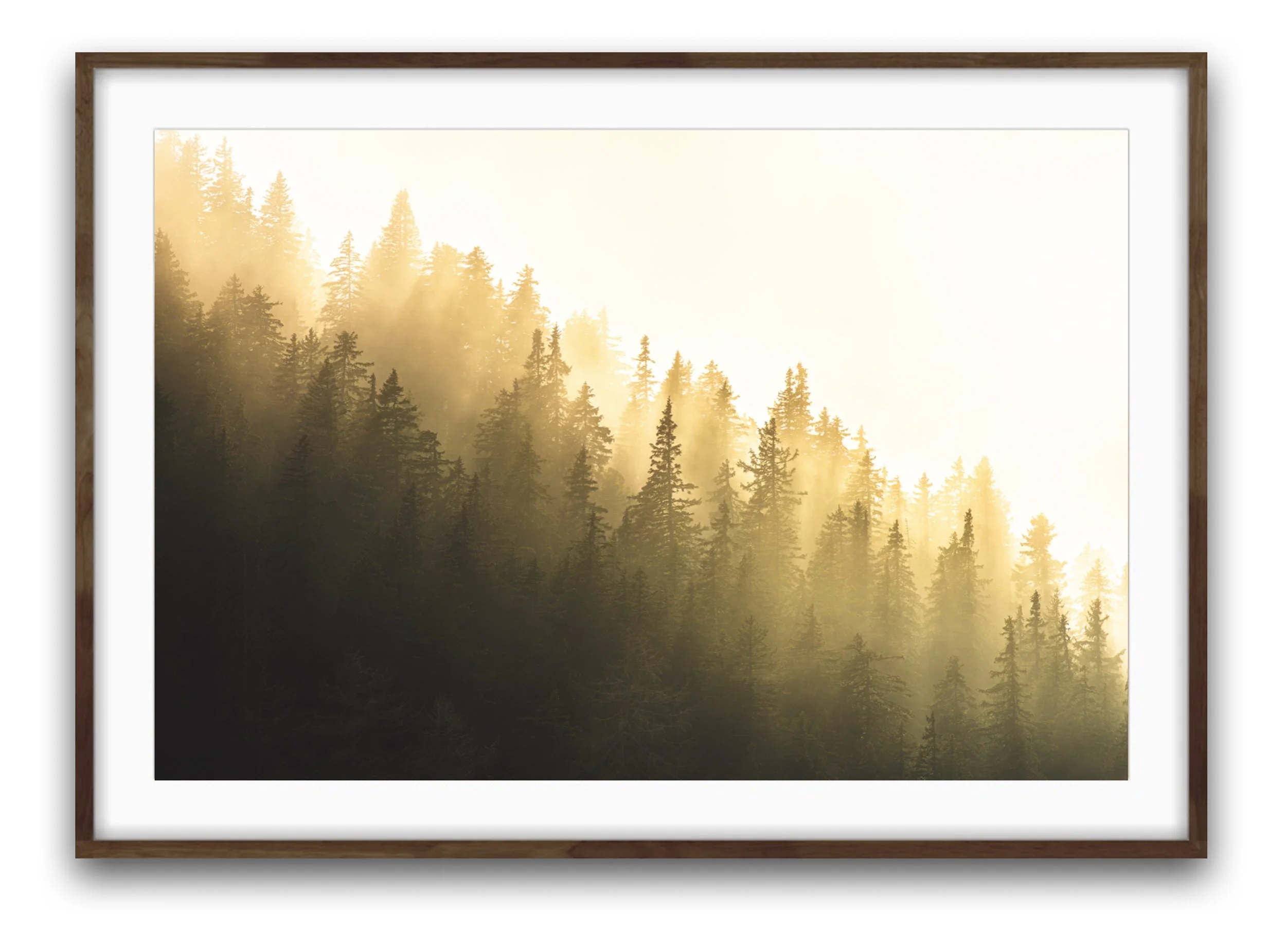Passepartout Bild aufgenommen im Engadin. Verschneite Tannenbäume bei Sonnenaufgang im Nebel, eingerahmt.