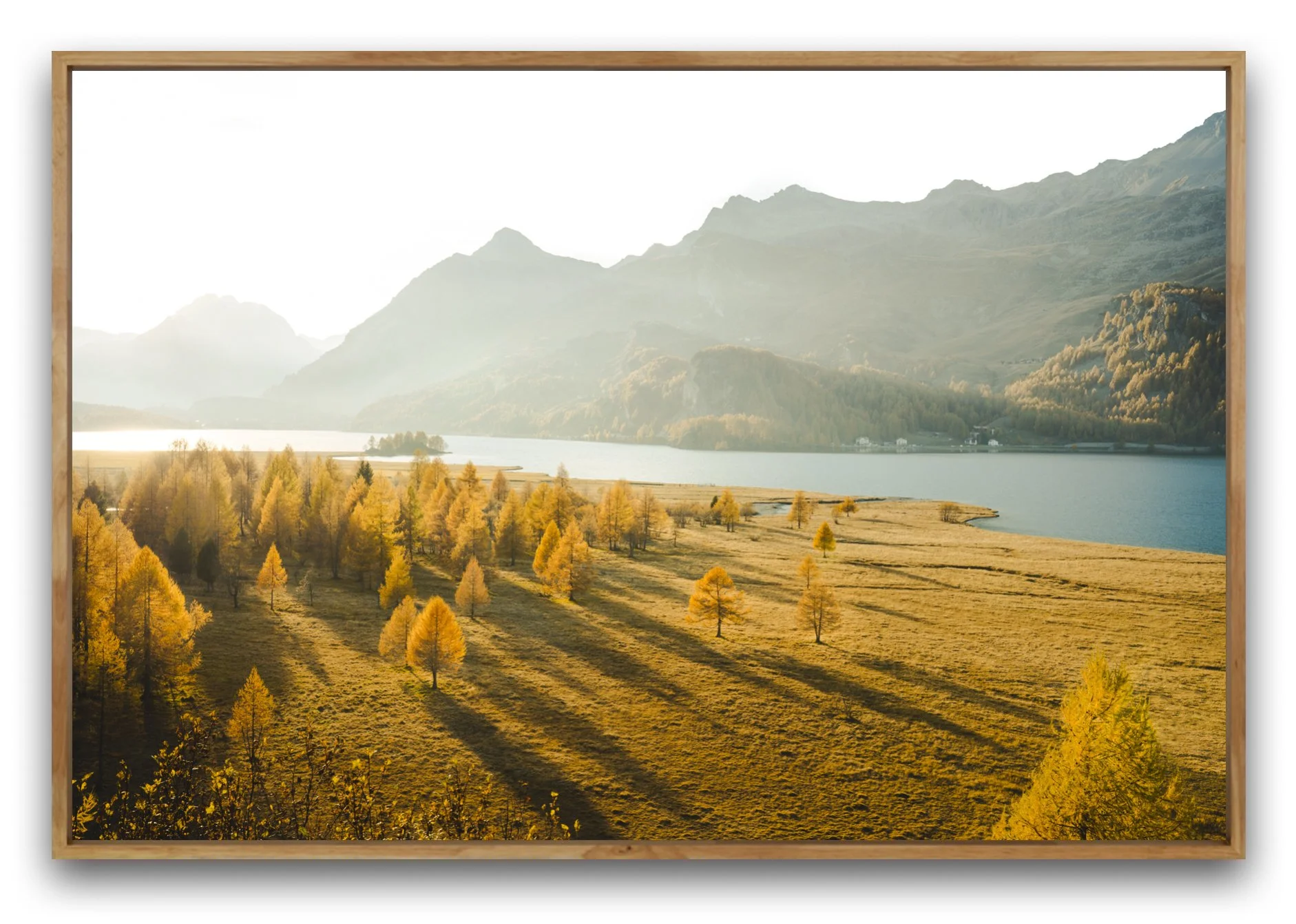 Herbstlandschaft im Engadin mit goldigen Lärchen, einem See und Bergen im Hintergrund, beleuchtet von der tiefstehenden Sonne. Aufgenommen in Isola, Engadin, Schweiz