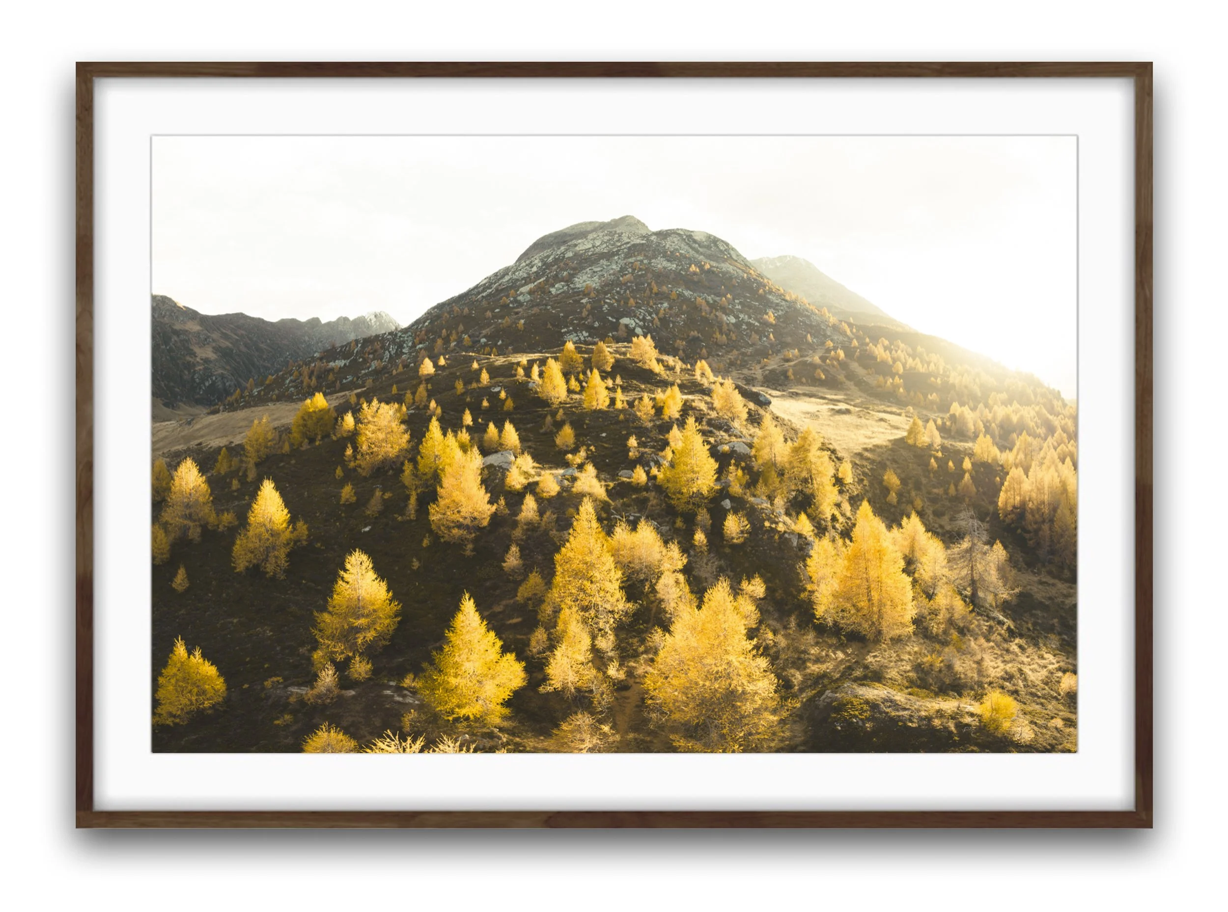 Herbst im Engadin mit gelben Lärchen und dem Piz da la Margna. Herbstlandschaft mit gelben Bäumen und Bergen im Hintergrund bei Sonnenuntergang, eingerahmt in einem Holzrahmen.