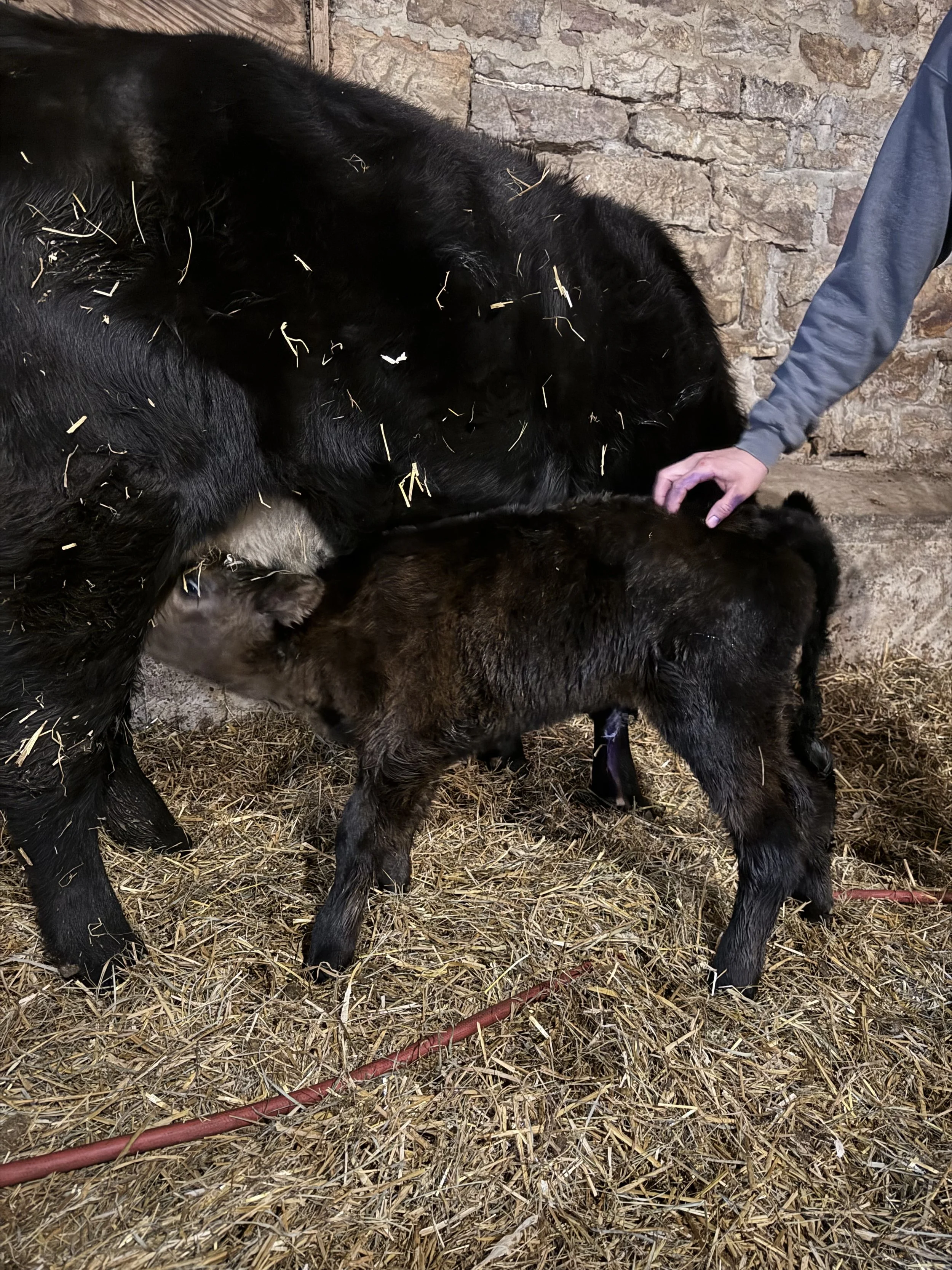 Bull Calf was Born