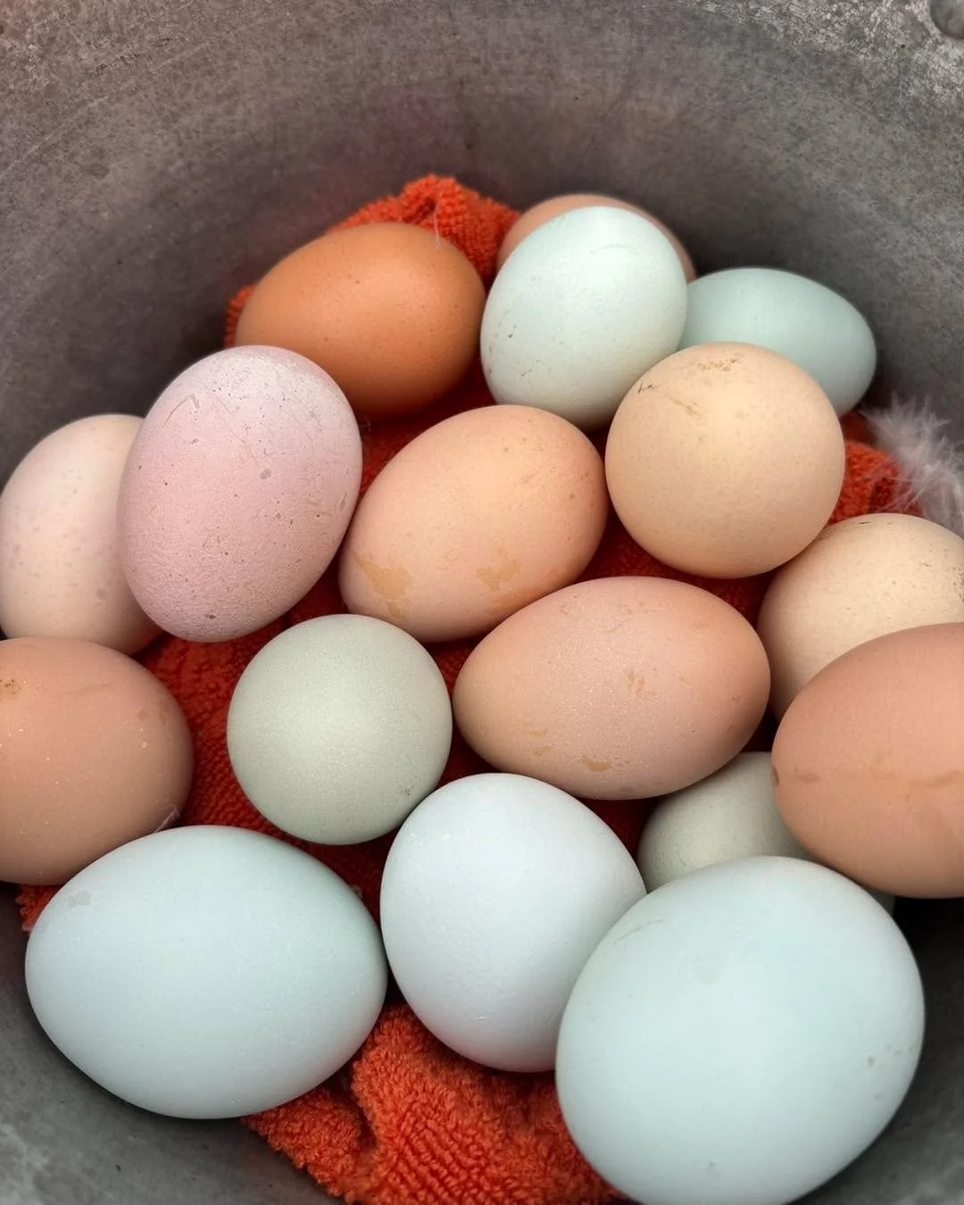 The Easter bunny comes daily here and he leaves an abundance!  Simple things like this bring me joy and remind me how amazing our creator design is. My favorite is that pink,  heavy bloom!!

&hellip;. I only need a couple more colors 🤣