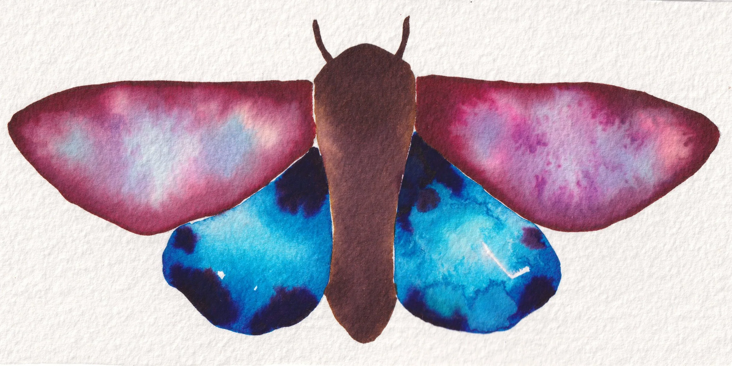 moth.jpg