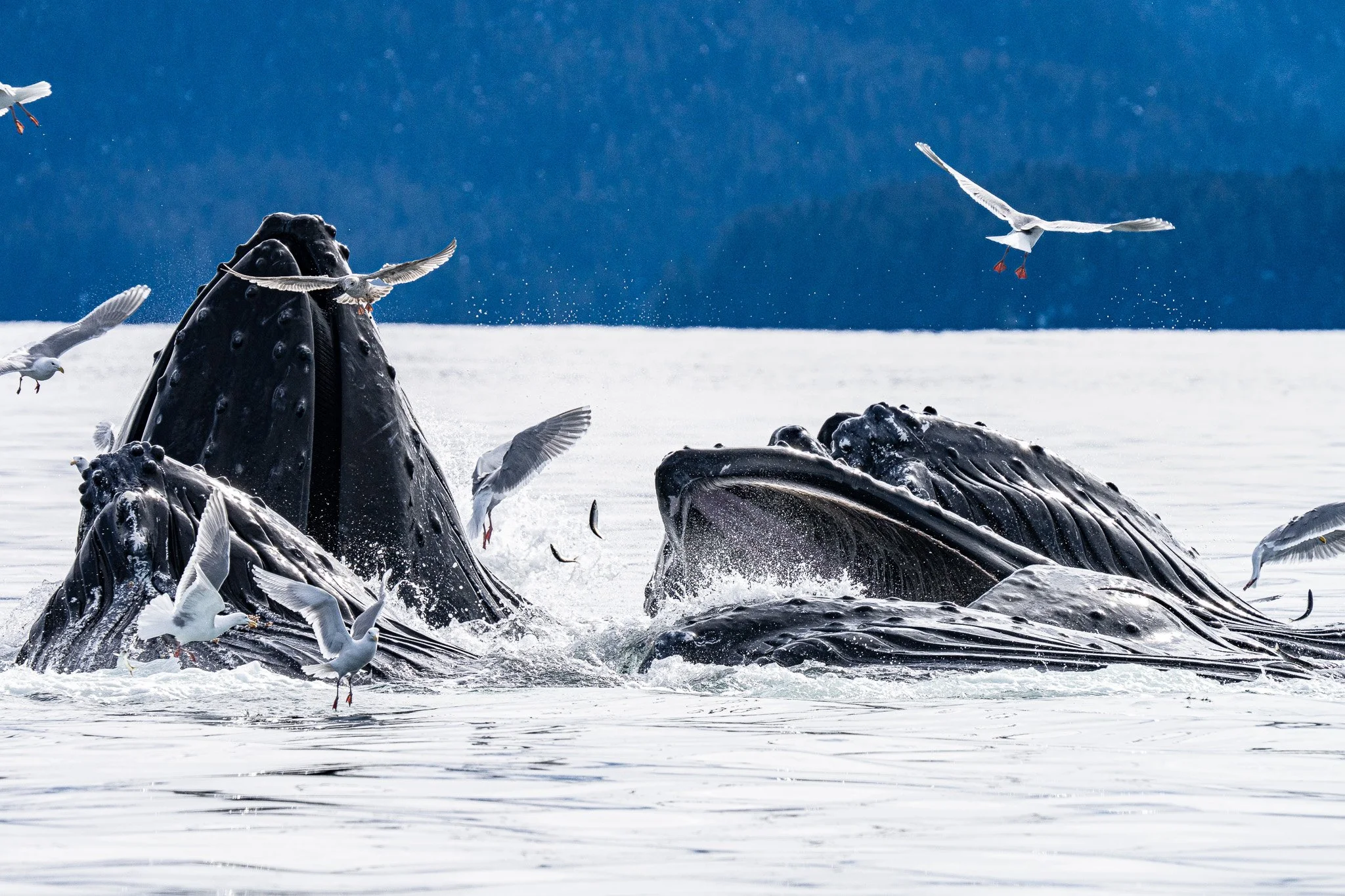 Humpback Whales Bubble Feeding