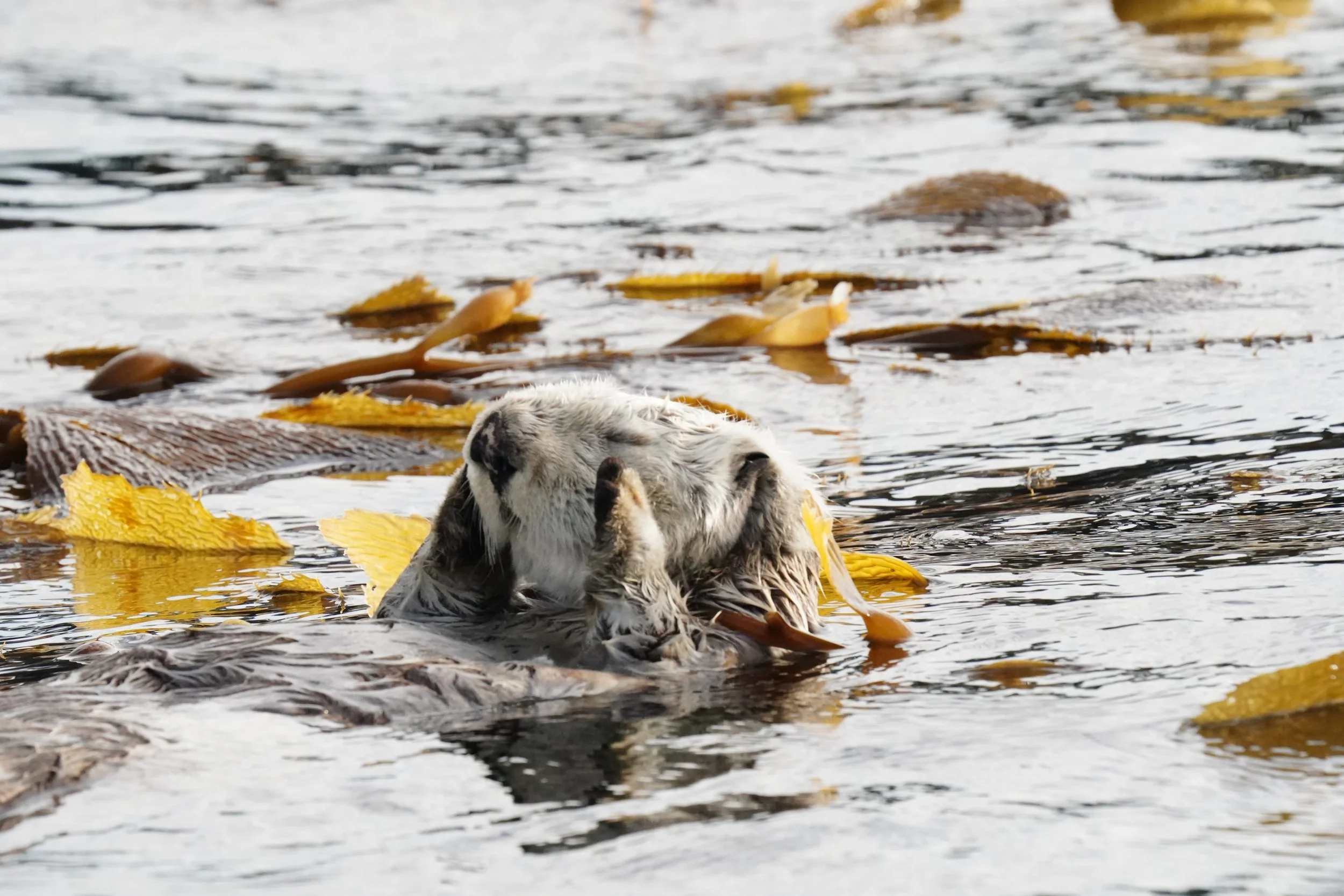 Wet sea otter floating on water surrounded by floating yellow and brown kelp.
