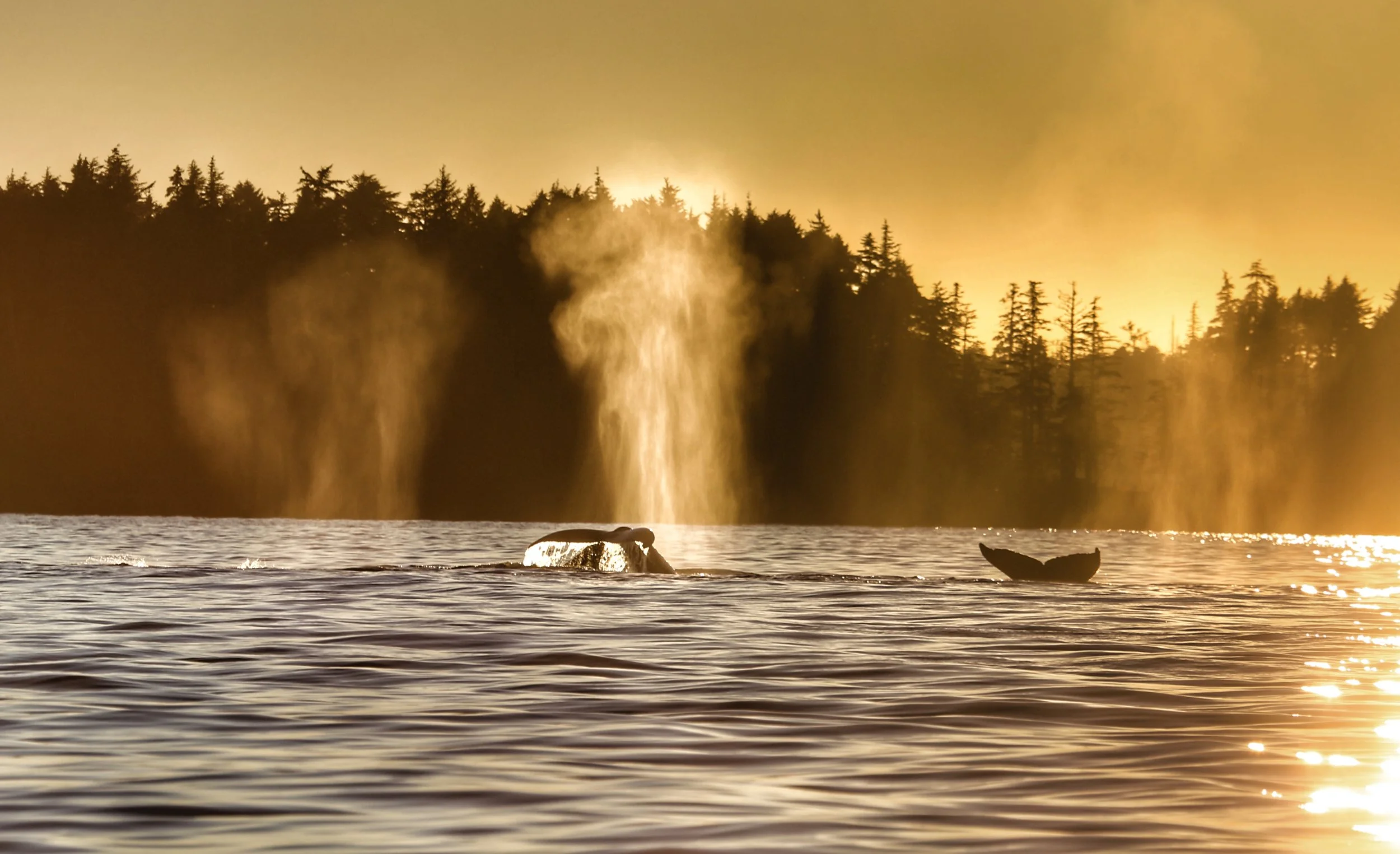 Whale spouting water in the ocean near a forested shoreline at sunset.