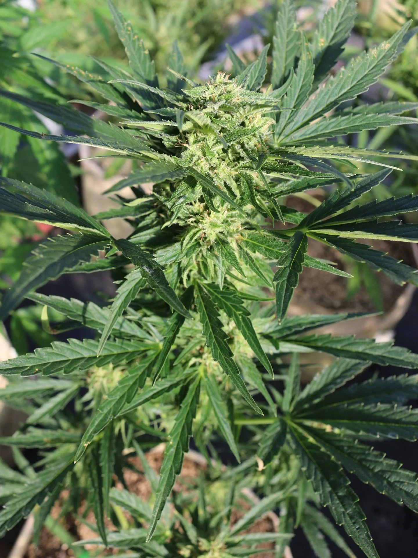 Cultivar Spotlight: Humboldt Dream

Humboldt Dream is an indica-dominant (70% indica 30% sativa) hybrid with an expected THC content of 20-24%.

This is @thehumboldtseedcompany&rsquo;s nod to Blue Dream, a fan favorite, and has those same flavors of 