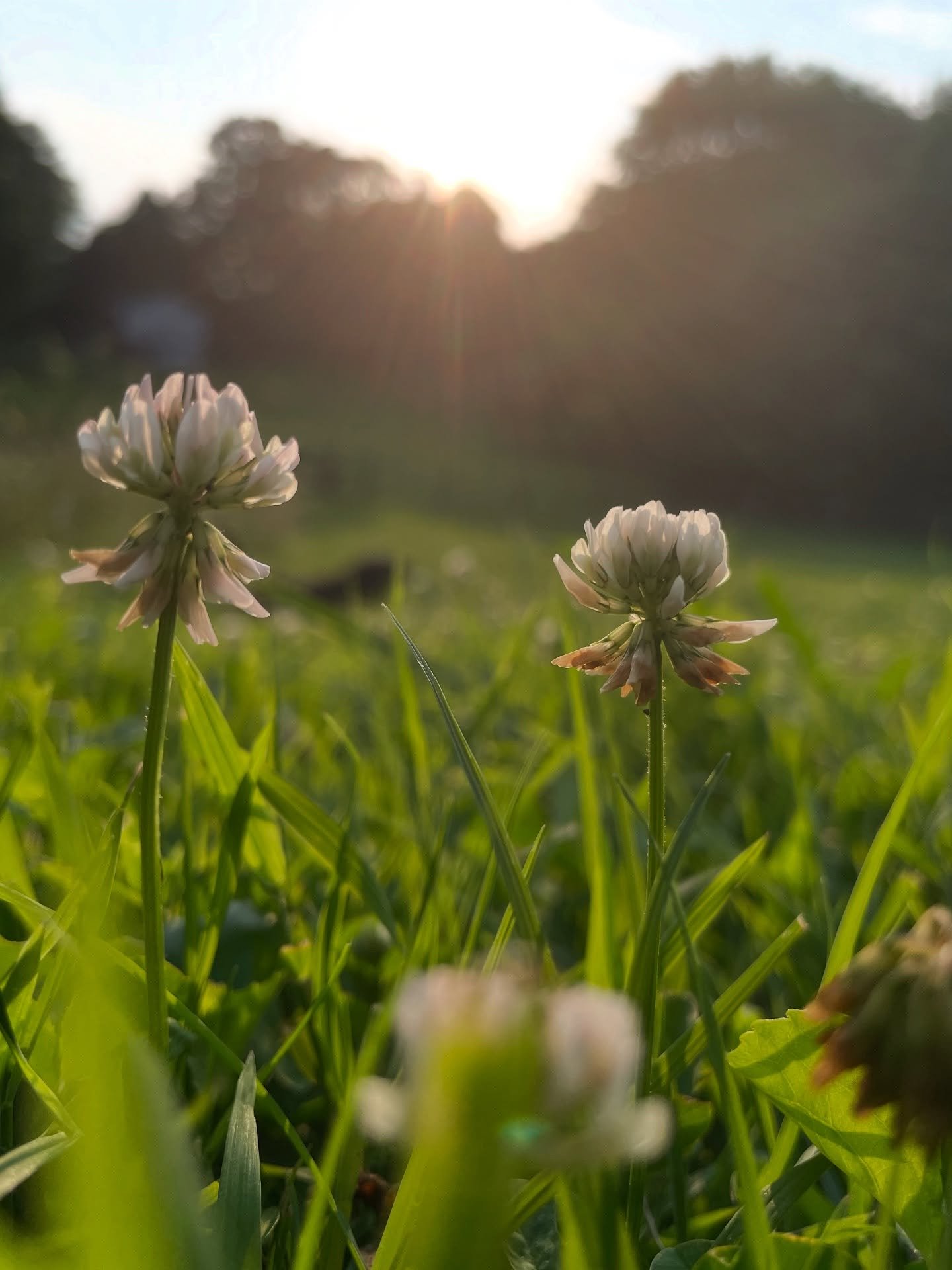 The summer stillness is starting to set in. You know those days where the sun is beating down, there is a soft drone of insects, and everything looks hazy? There are a few times each year where everything seems to stop. Winter is statistically when w
