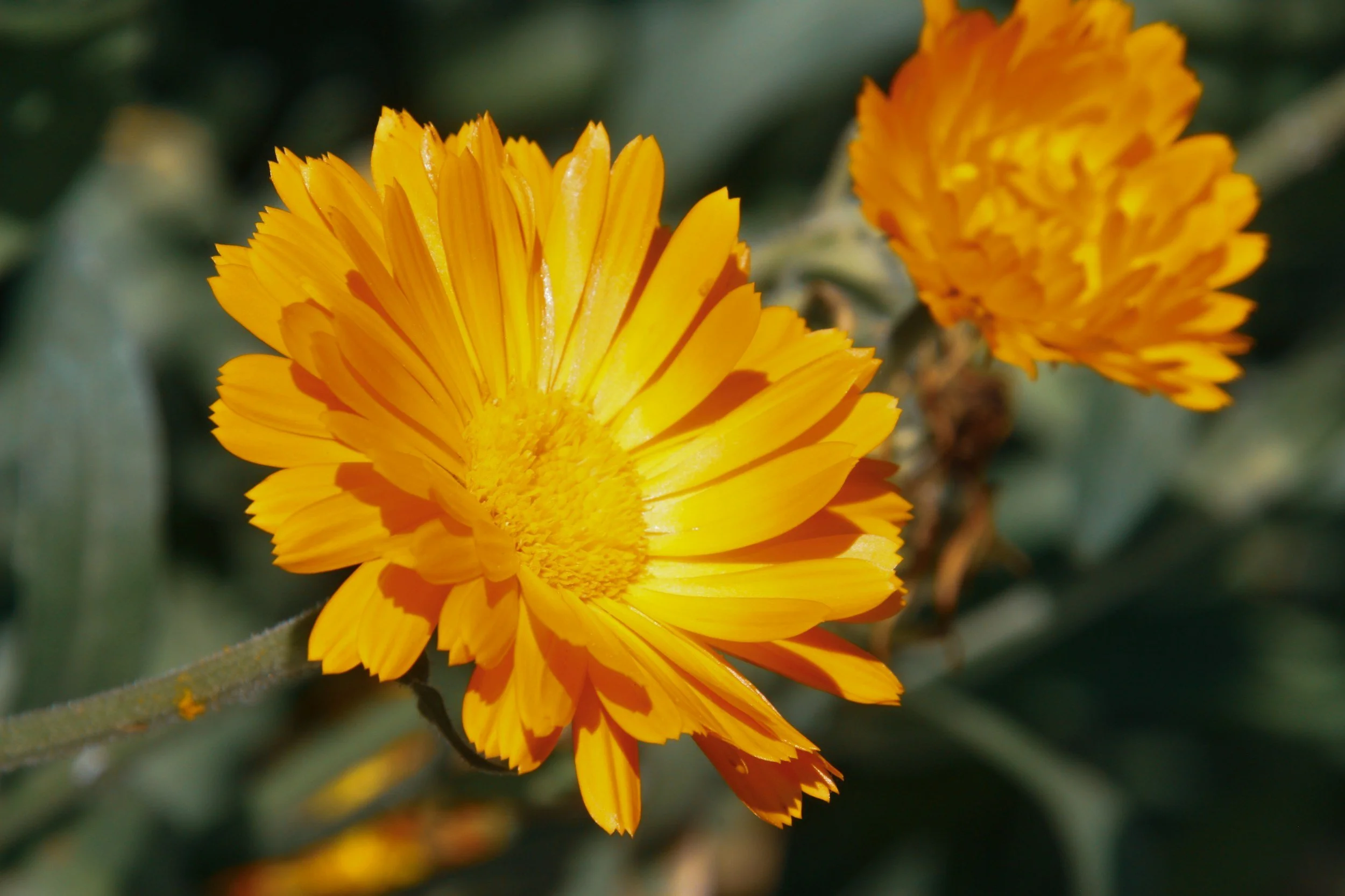 Close-up of vibrant yellow and orange cactus flower blooming on a cactus plant with green background.