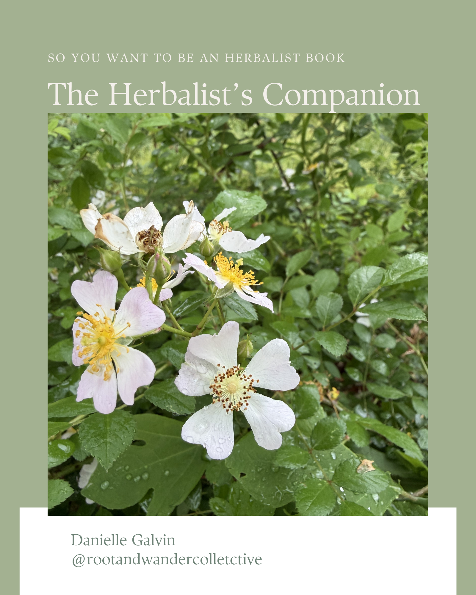 Herbalist Companion .png