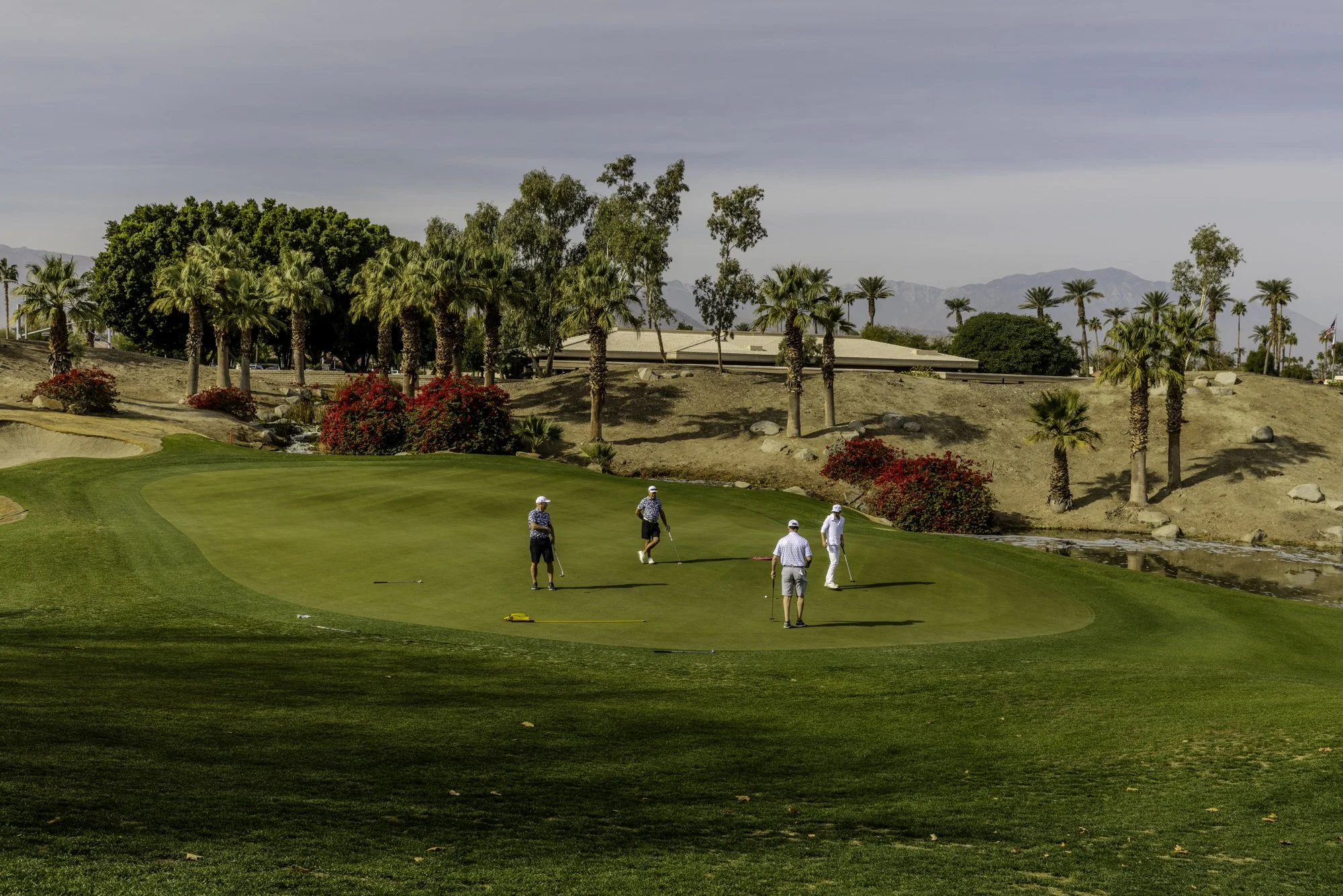 Golfers on a putting green with palm trees in the background at a desert golf course.