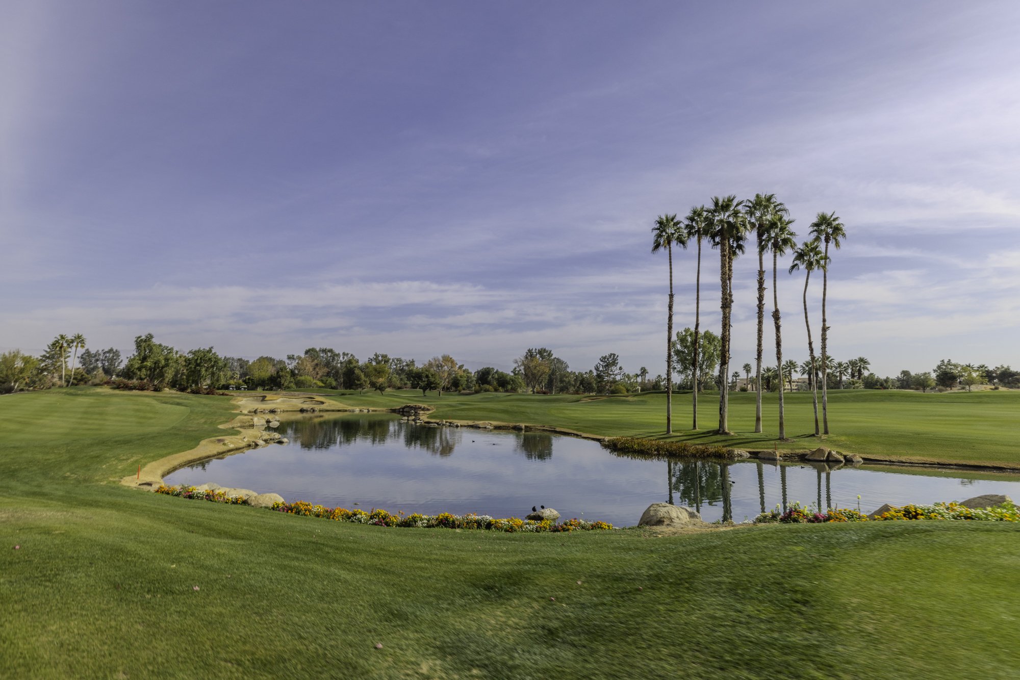 Golf course with palm trees and a pond