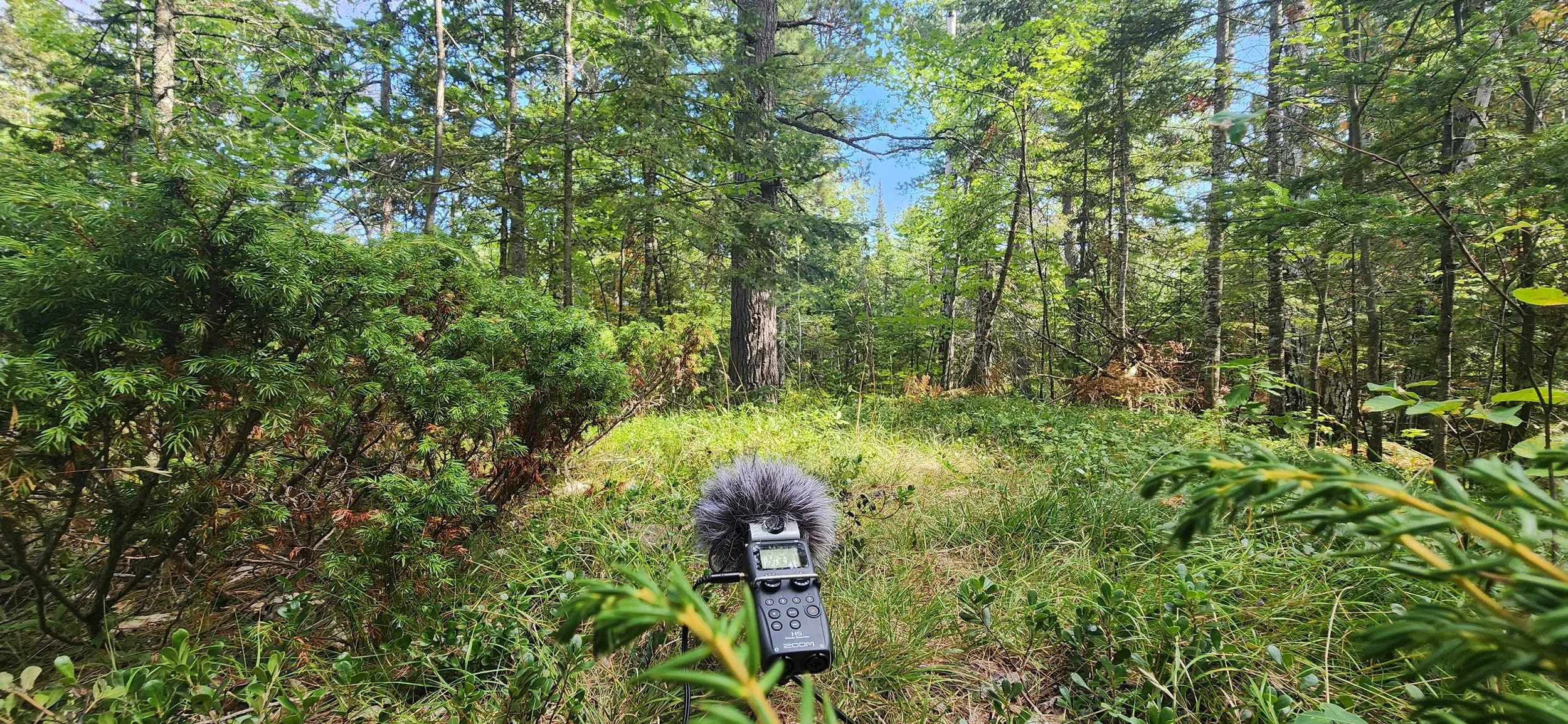 Getting forest ambience for Season 2