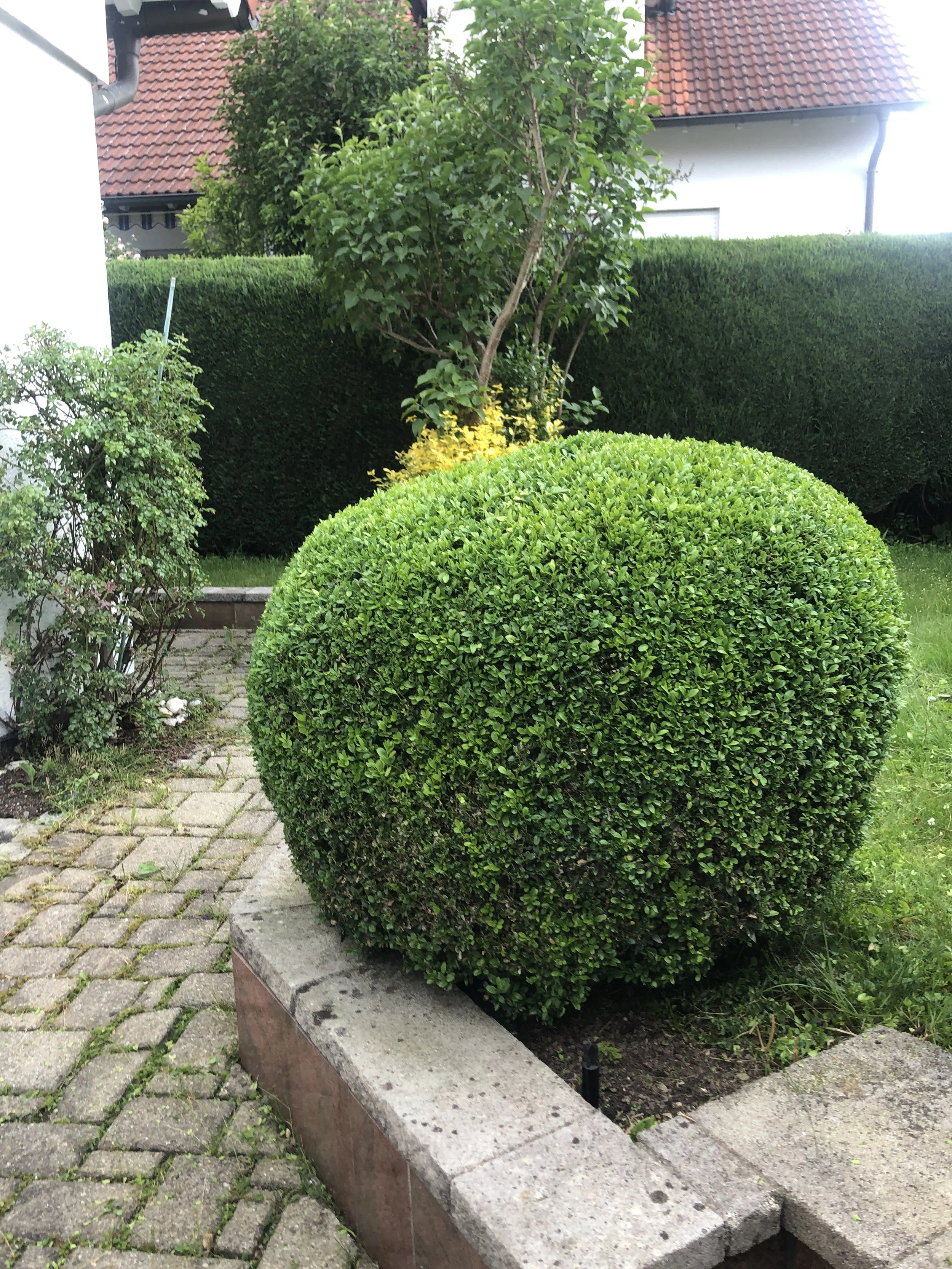 NameHr.Donato Russo (1).jpeg