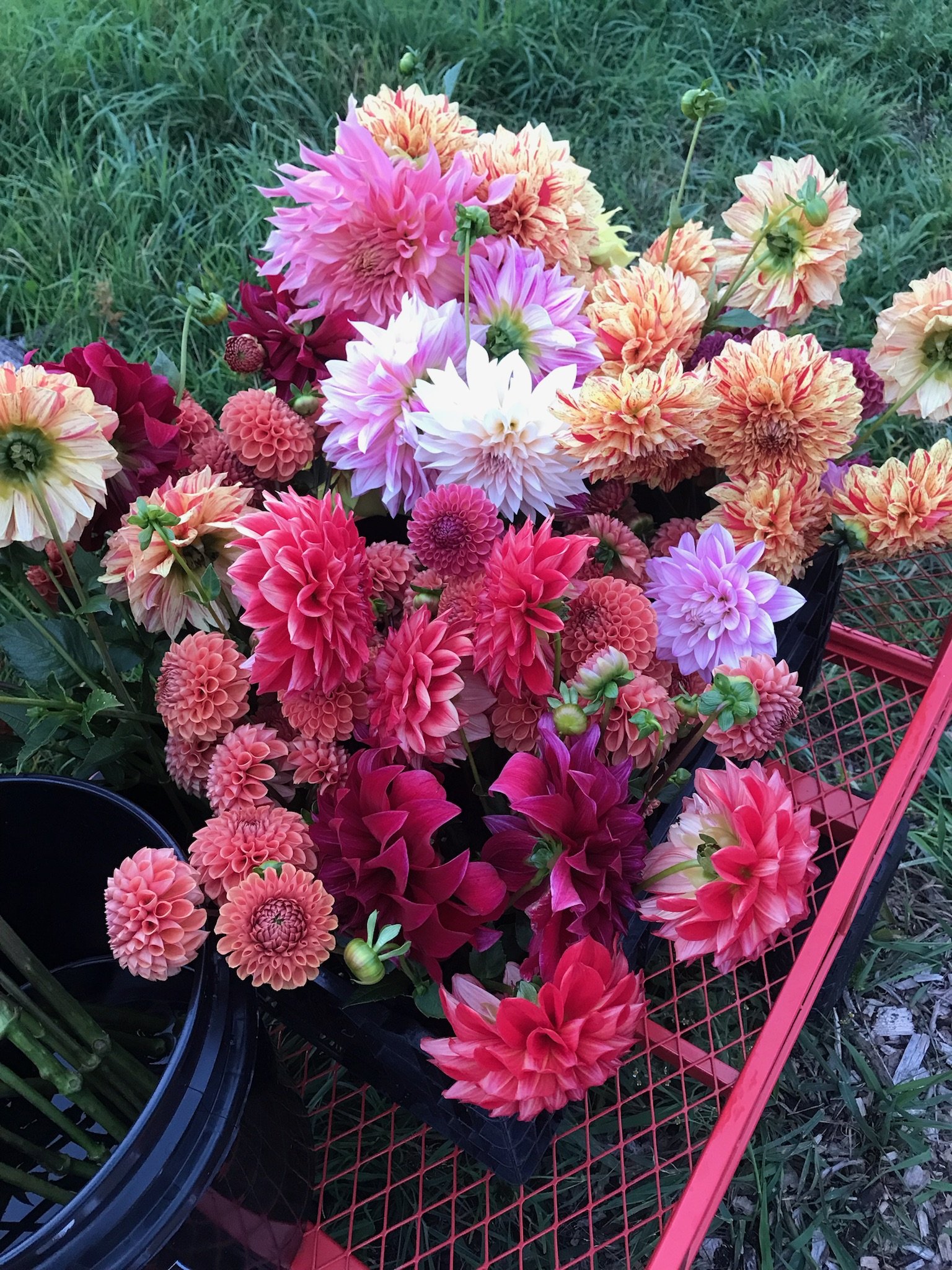 A Dahlia Collection Rooted in Care