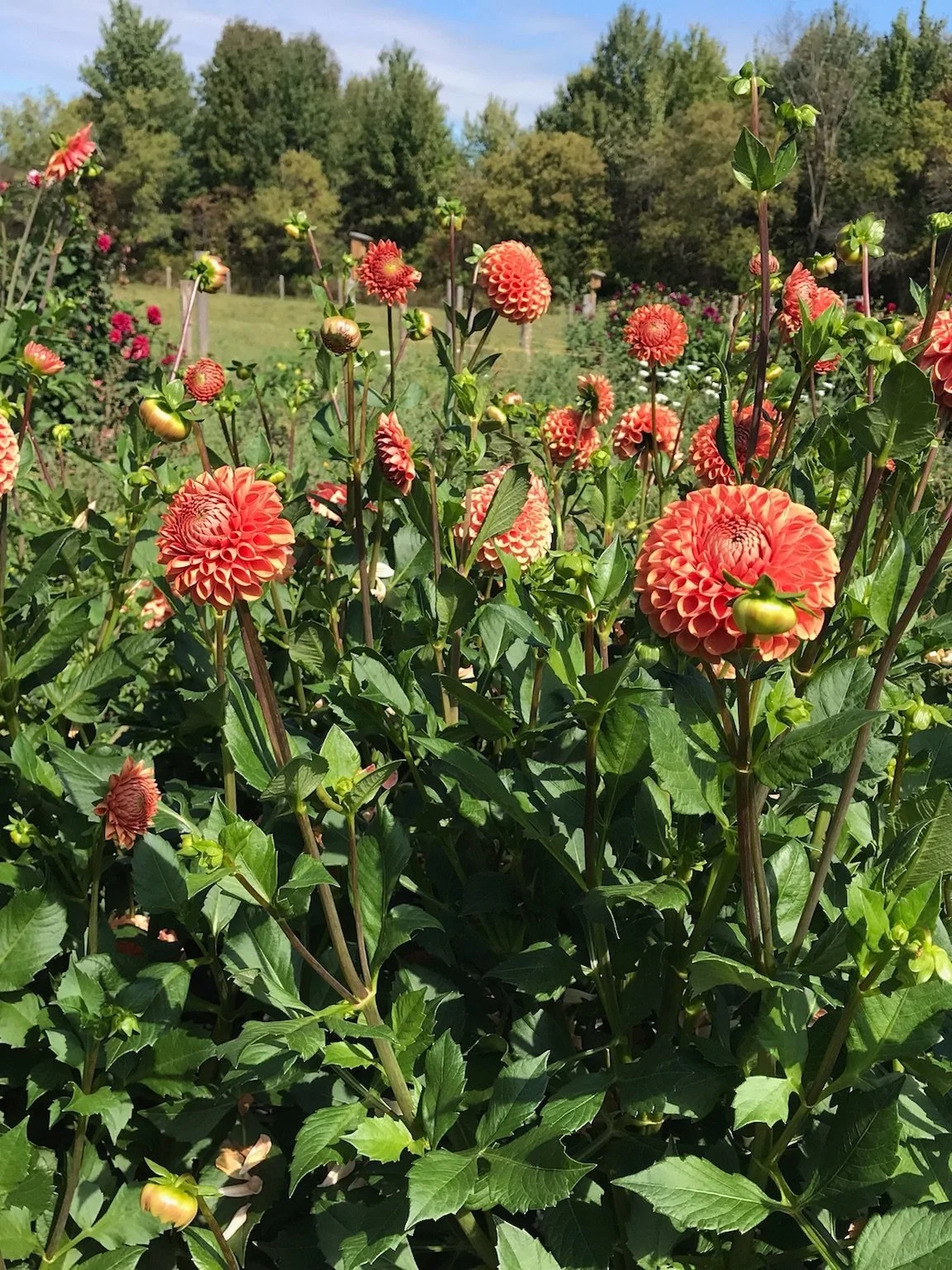 Dahlia Planting Guide