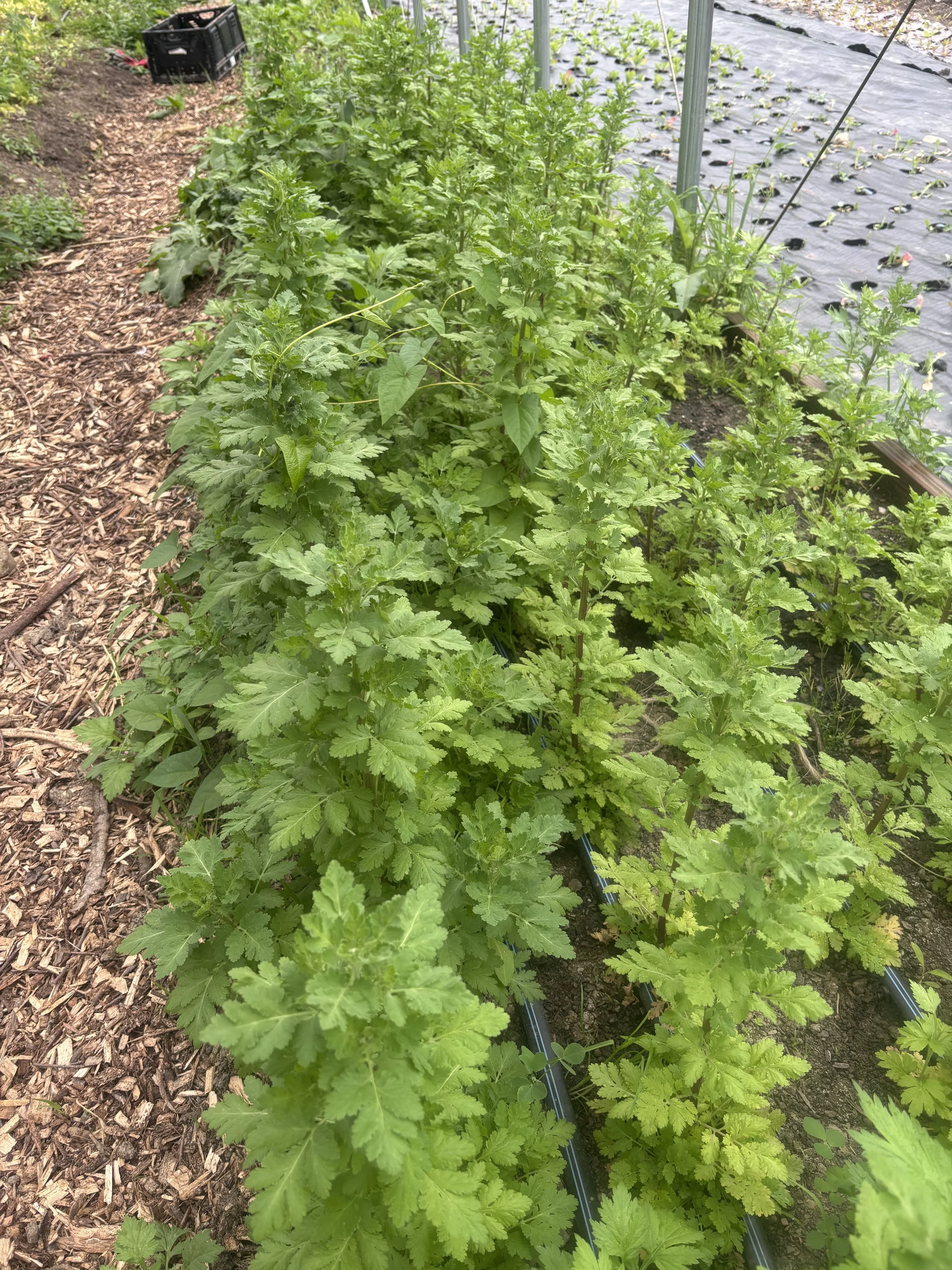 feverfew.jpeg