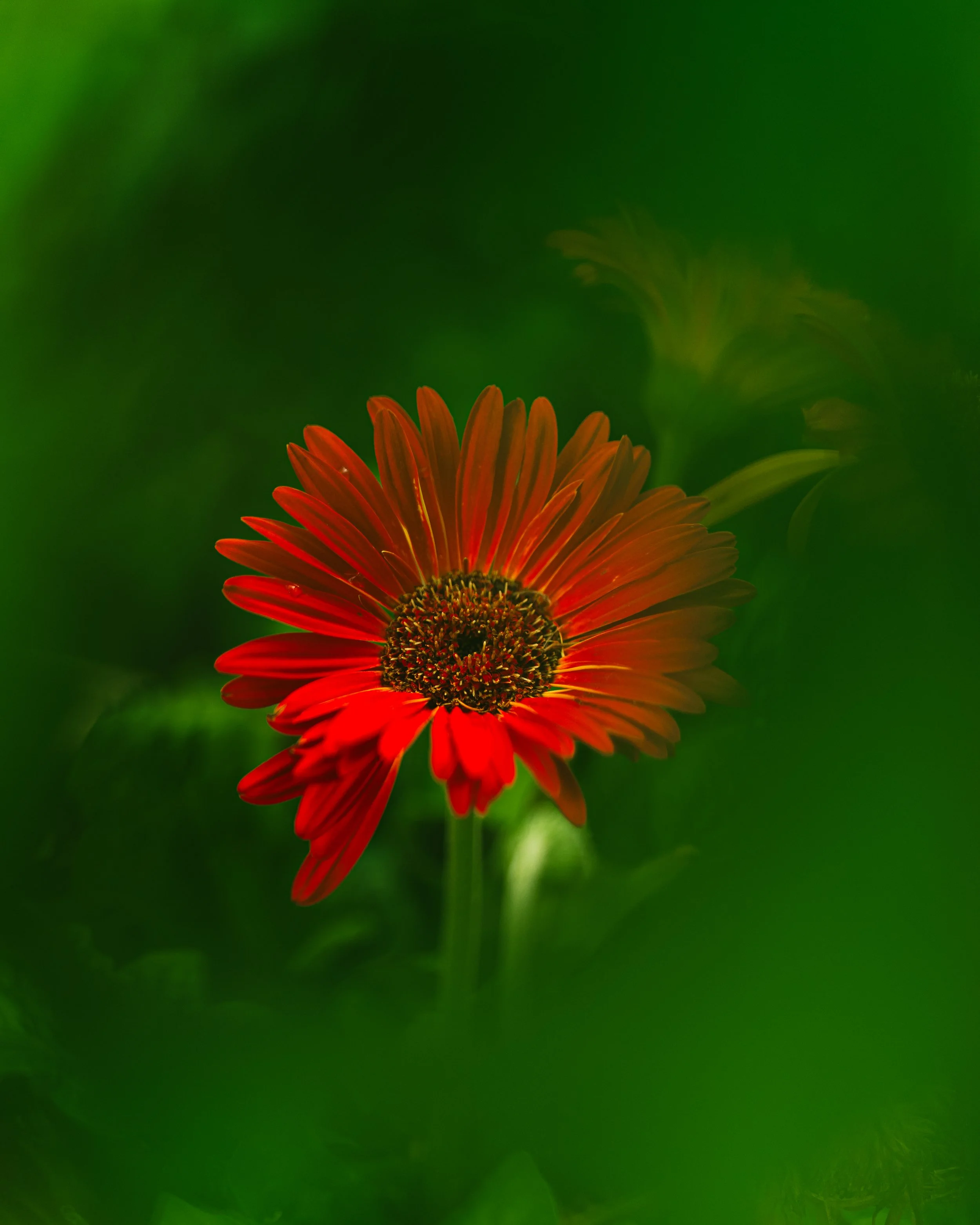 NatureWalkIsolationDone (1 of 13).JPG
