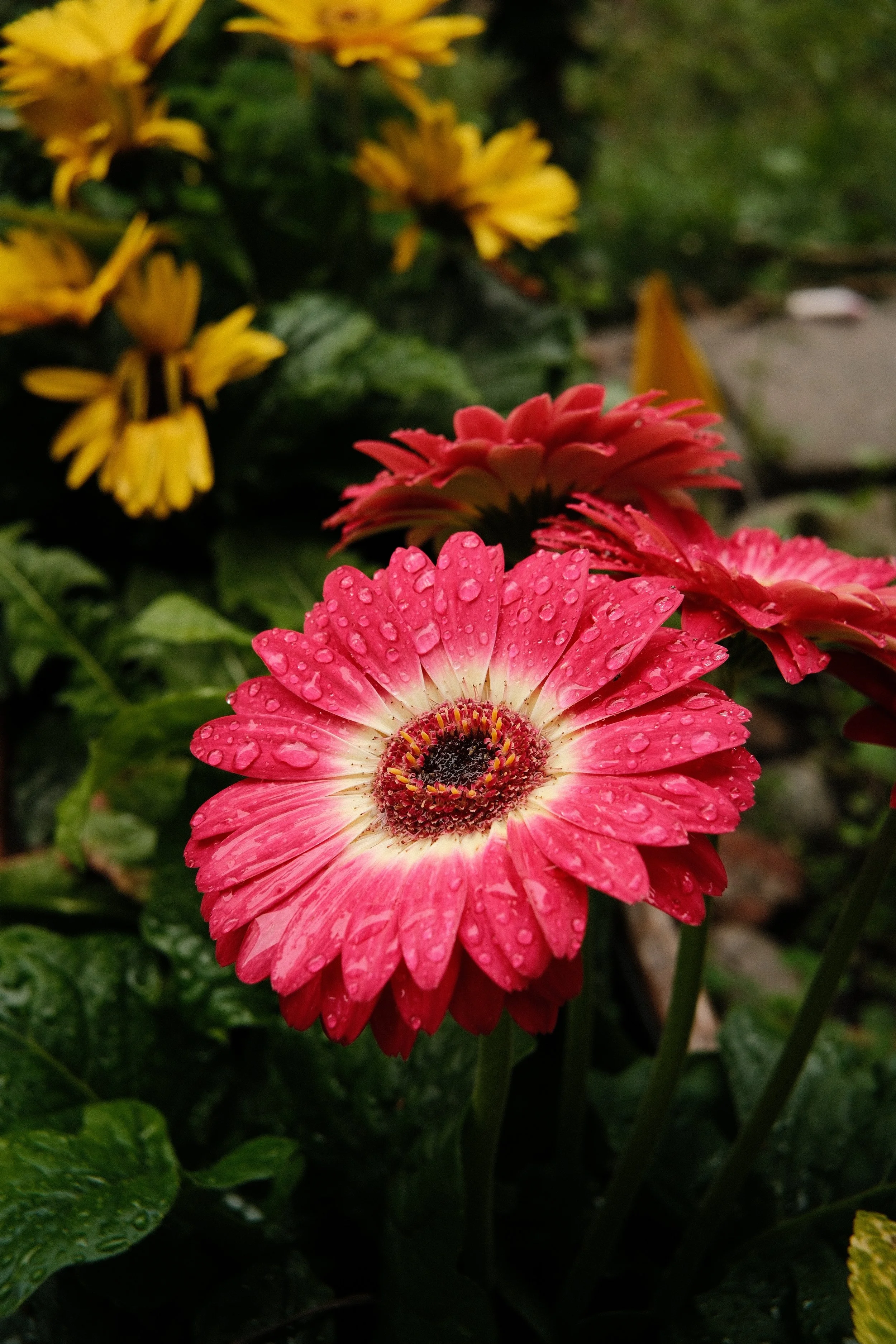 DSCF3764.JPG