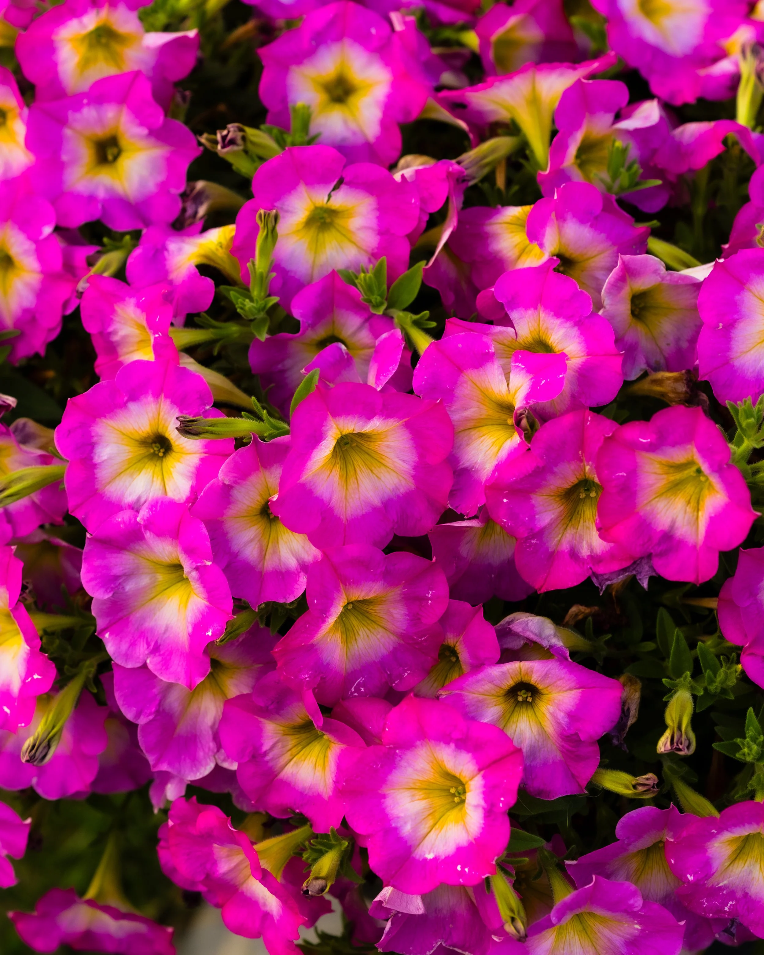 NatureWalkIsolationDone (13 of 13).JPG