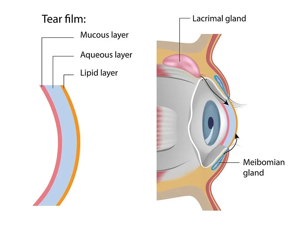 Diagram of the human eye showing tear film layers, lacrimal glands, and meibomian glands associated with Dry Eye Disease treatment at Intown Dry Eye Care in Decatur, GA.