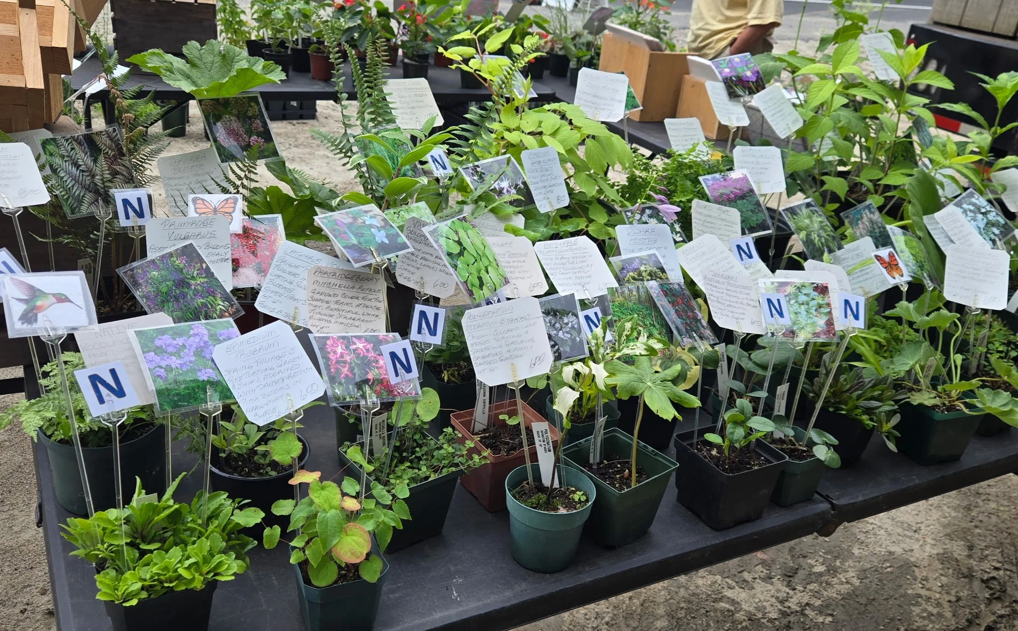 Various potted plants with handwritten labels and informational cards, displayed on a black table at a plant sale or nursery.