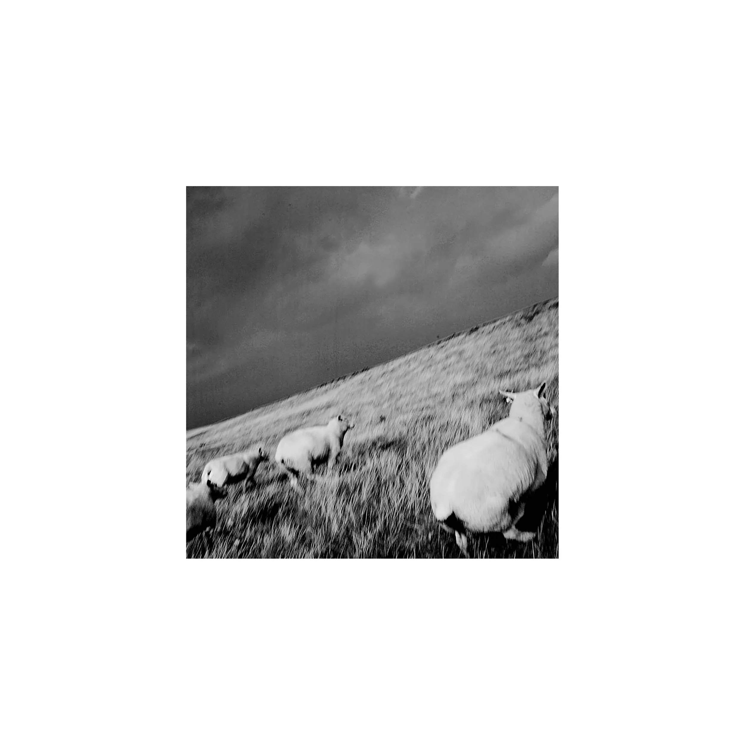 13x13_får_jesper berg 29 ci.jpg