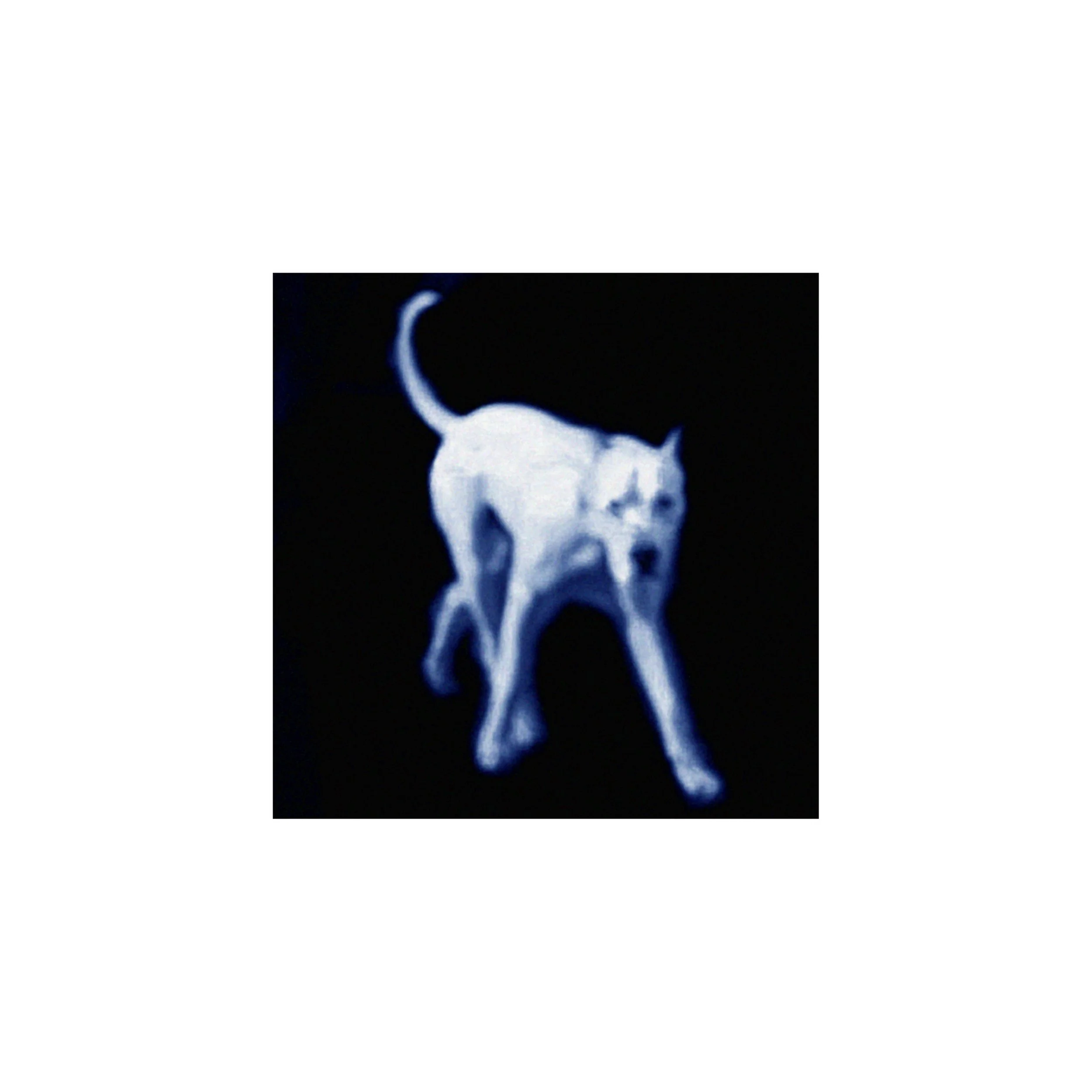 13x13_hund 2.jpg