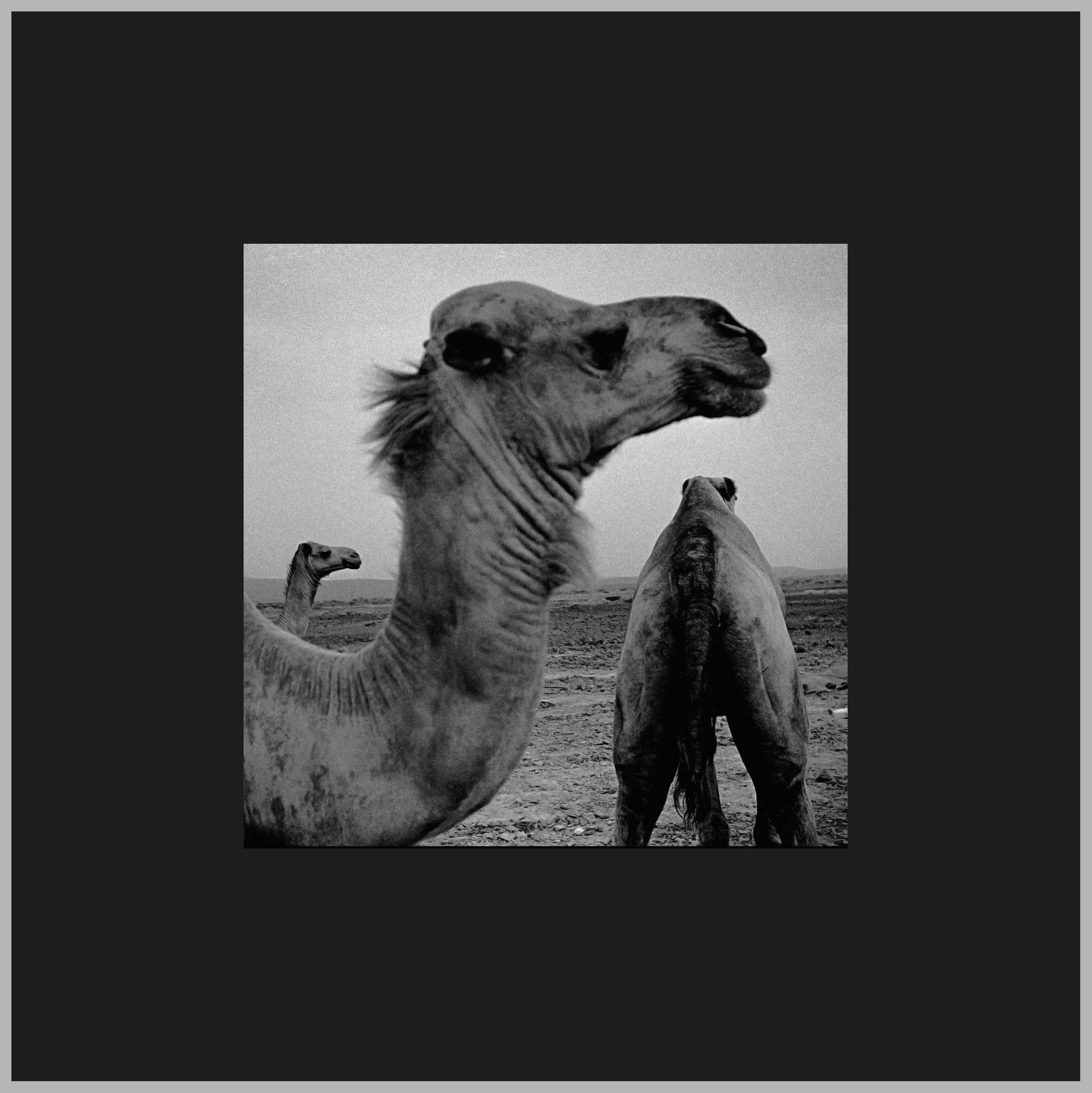 gallery_tre kameler13x13.jpg