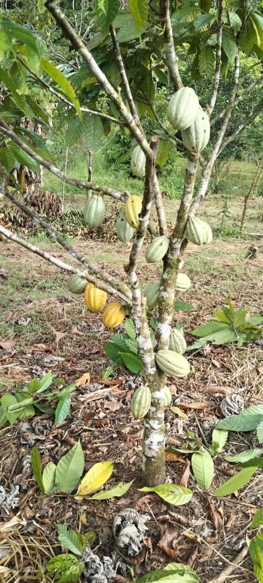 Cacao tree with green and yellow cacao pods growing in a field.