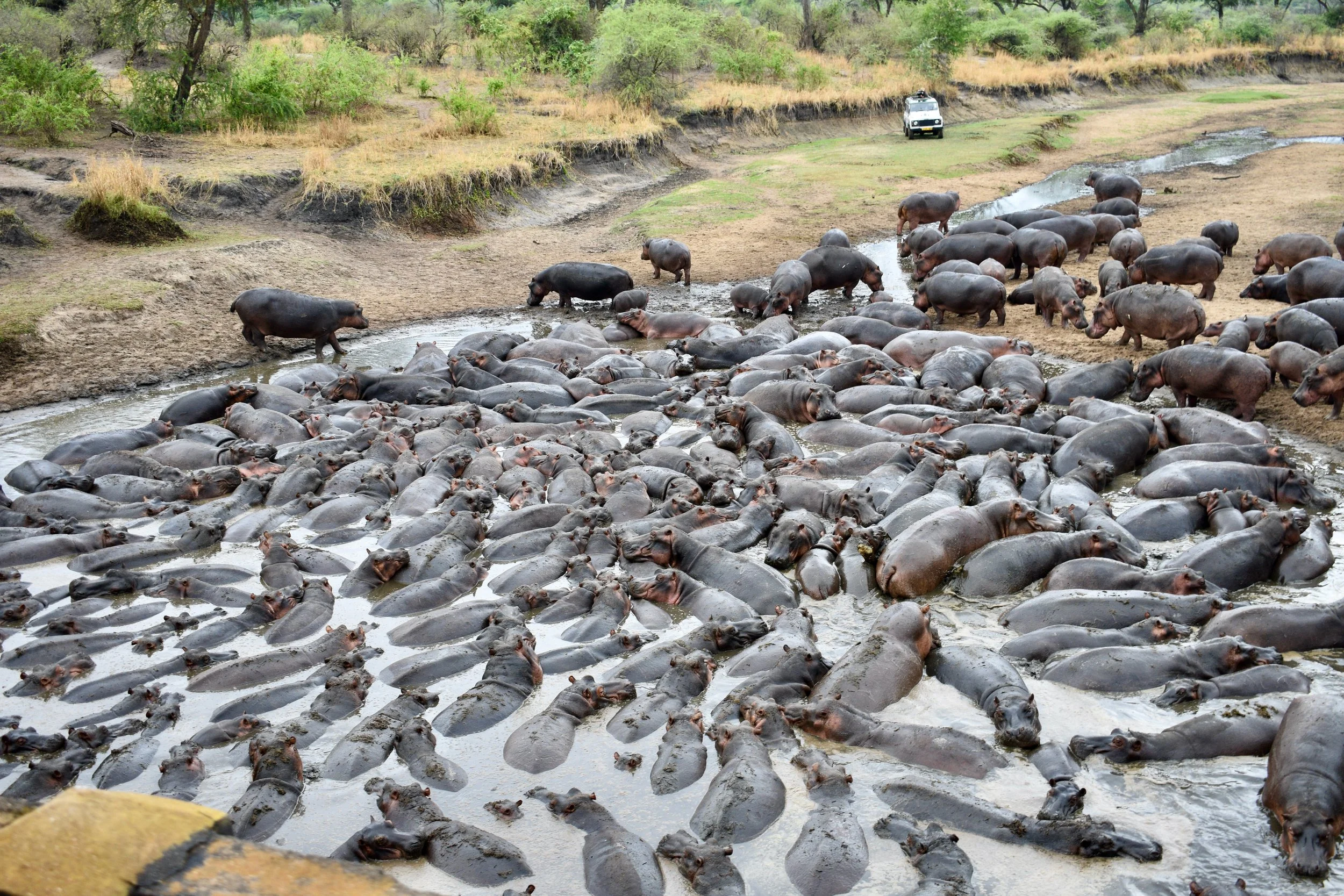 Numerous hippopotamuses gathered in a muddy waterhole in a grassy landscape, with some standing and others lying submerged; a few humans and a vehicle are visible in the background.