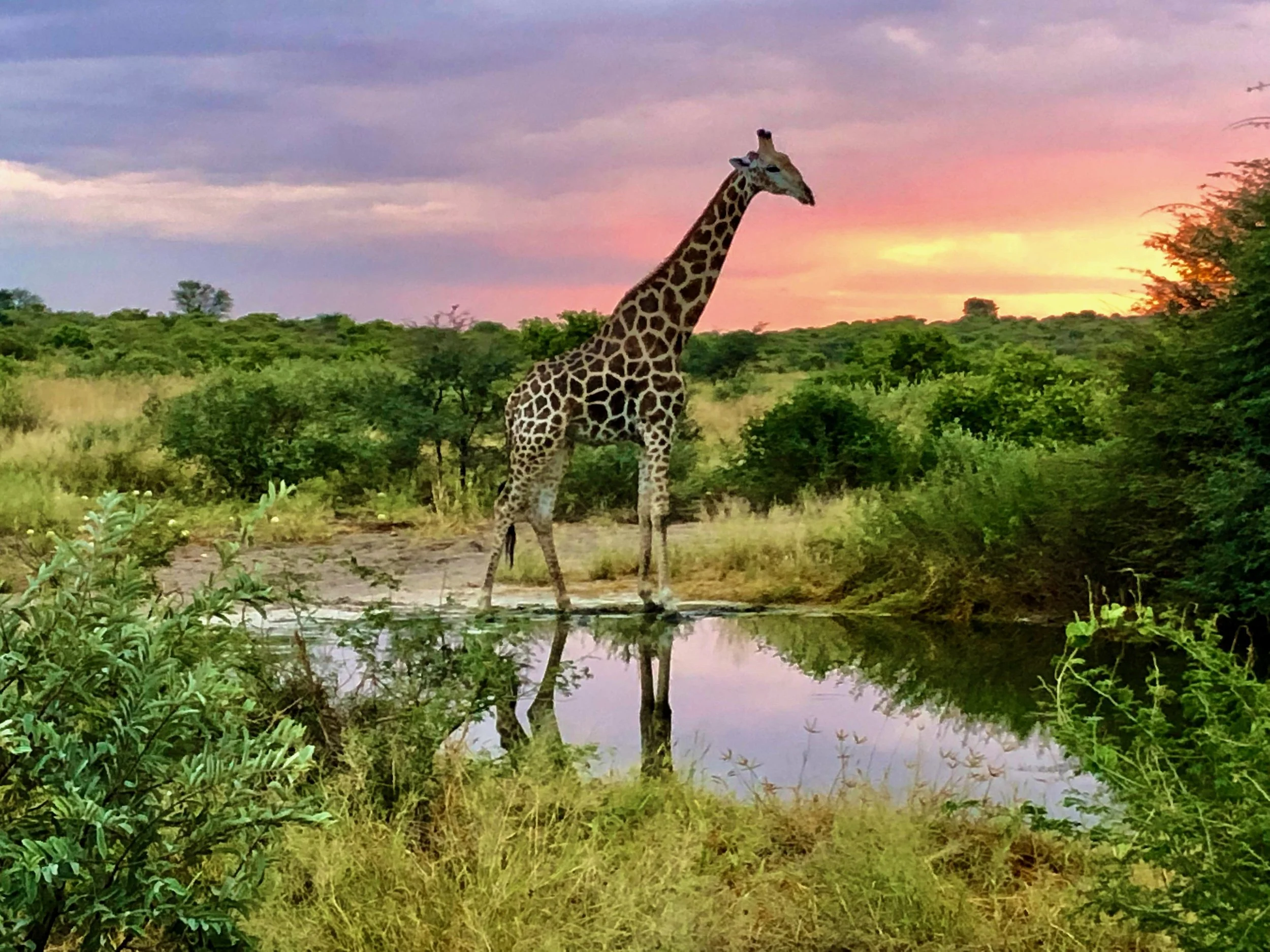 A giraffe standing by a waterhole at sunset in a savannah landscape with green bushes and trees.