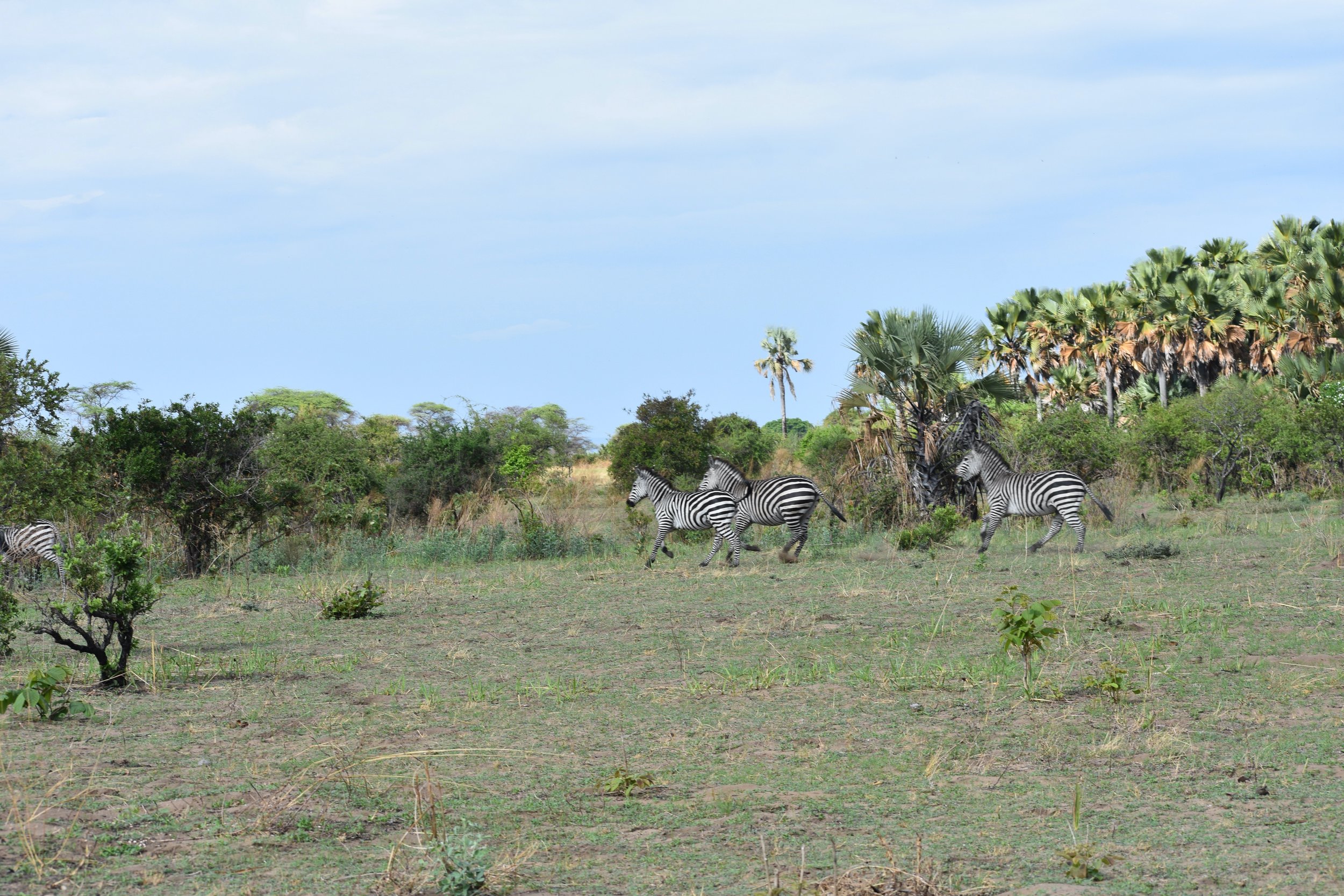 Three zebras grazing in a grassy savanna with bushes and palm trees under a partly cloudy sky.