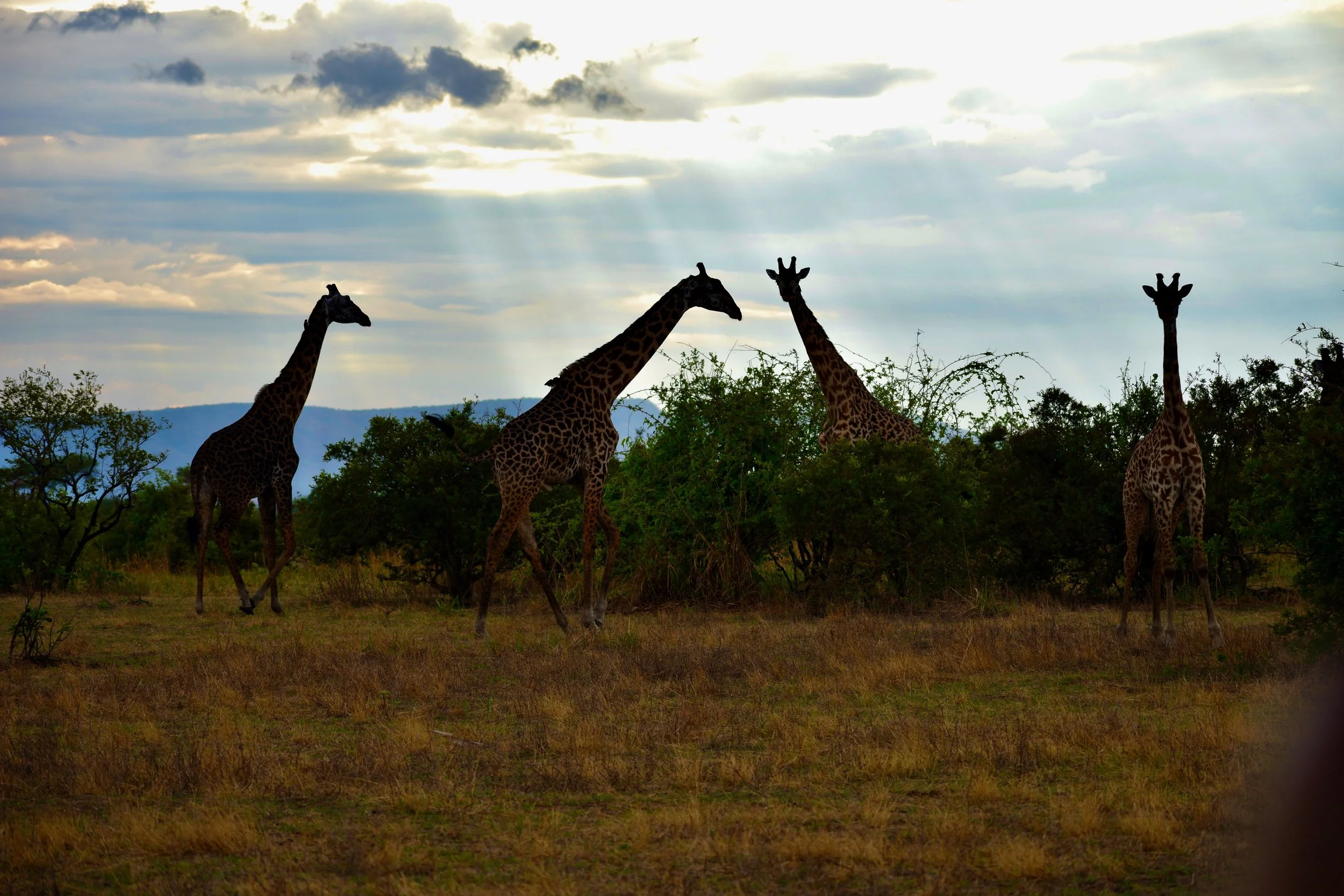 Four giraffes standing among bushes in a savanna landscape with cloudy sky and sunlight filtering through