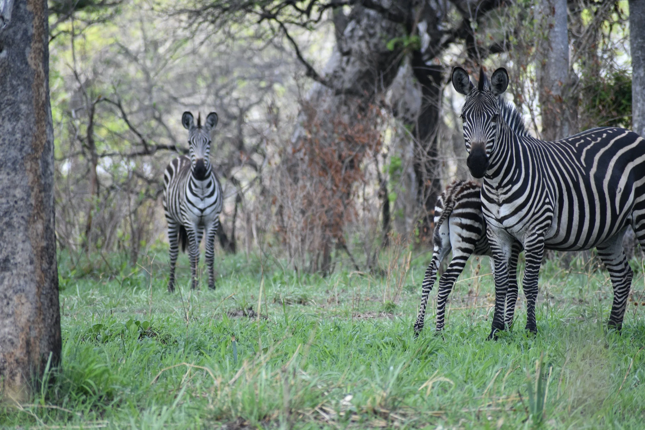 Three zebras in a grassy forest clearing, with trees and green foliage in the background.