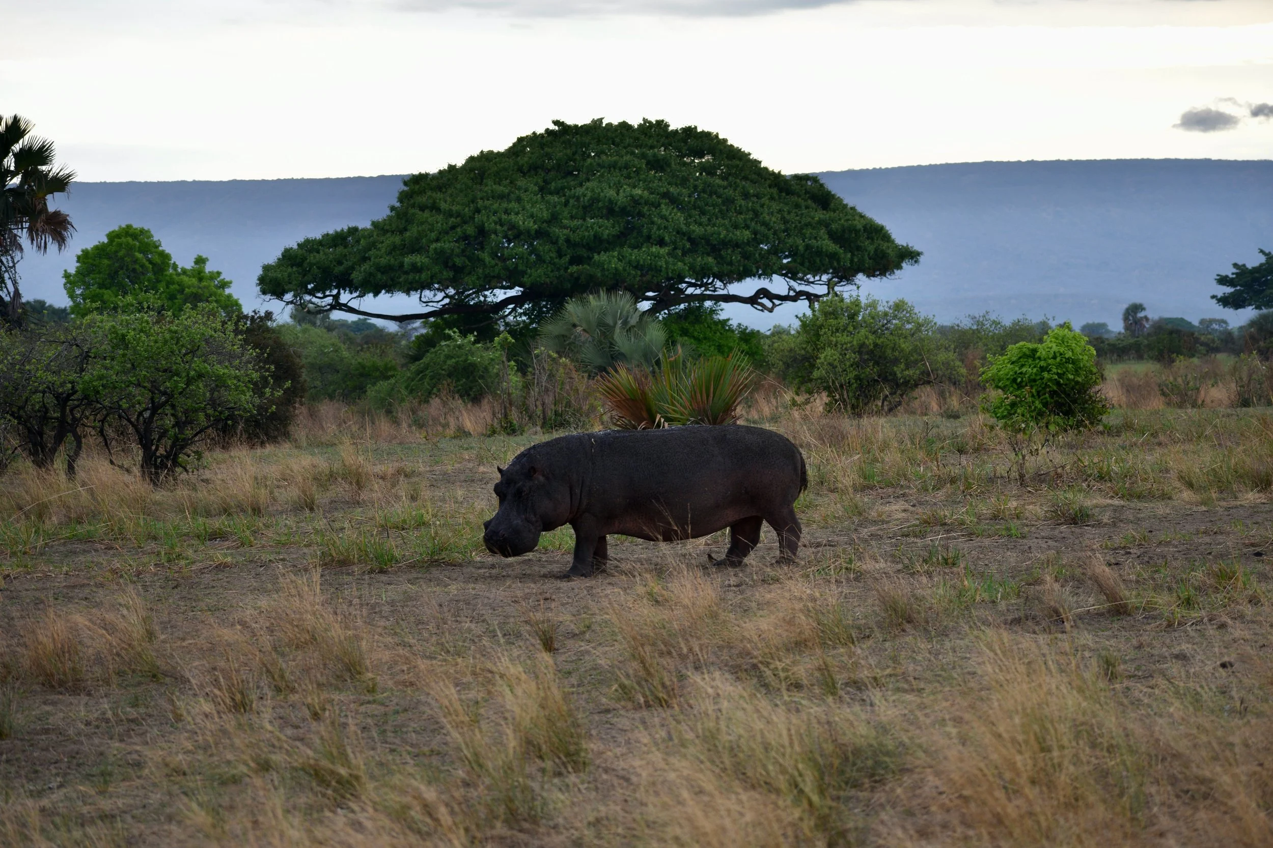 A hippopotamus walking on a grassy plain with trees and mountains in the background.