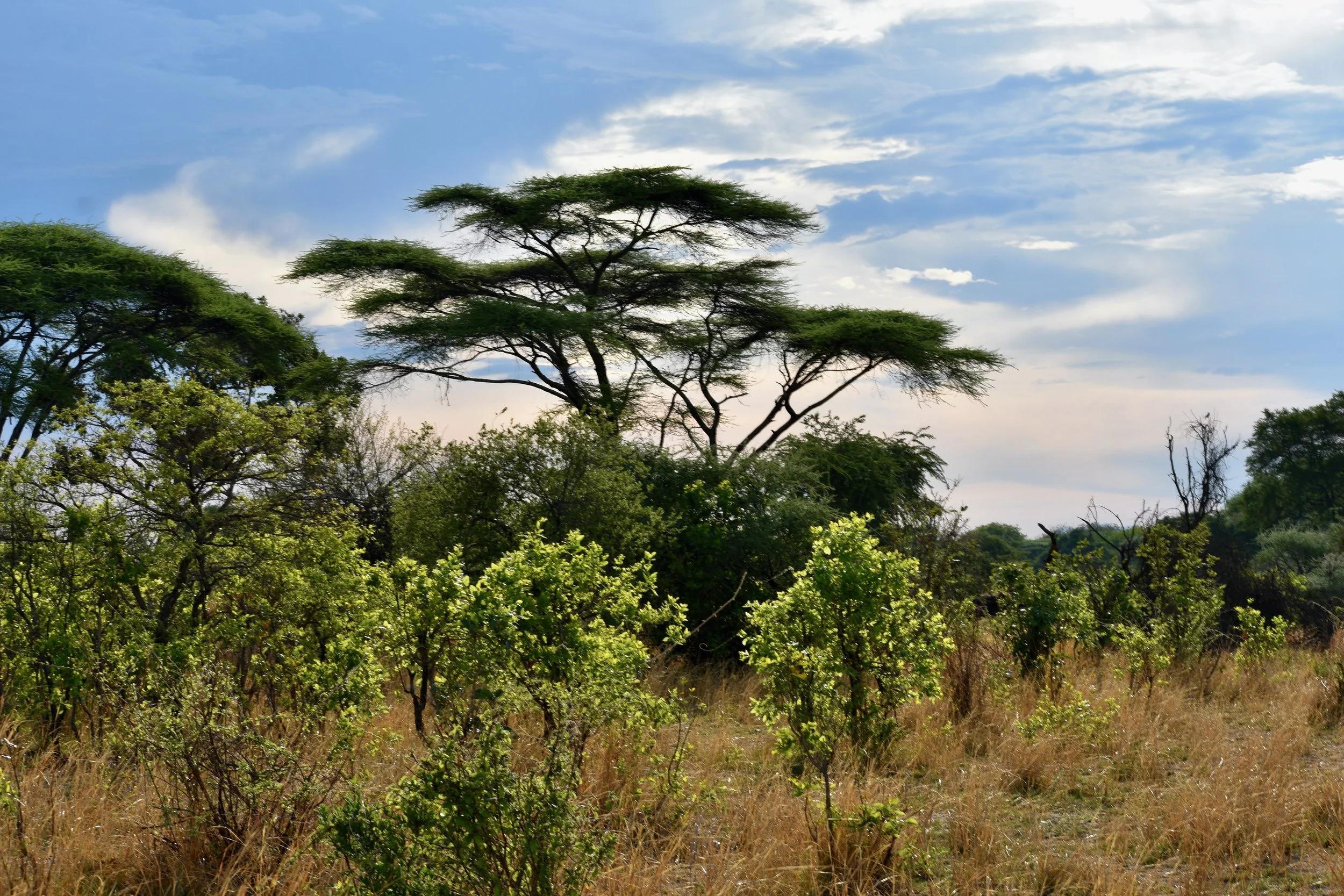 A landscape of lush green trees and bushes in a savanna with a partly cloudy sky overhead.