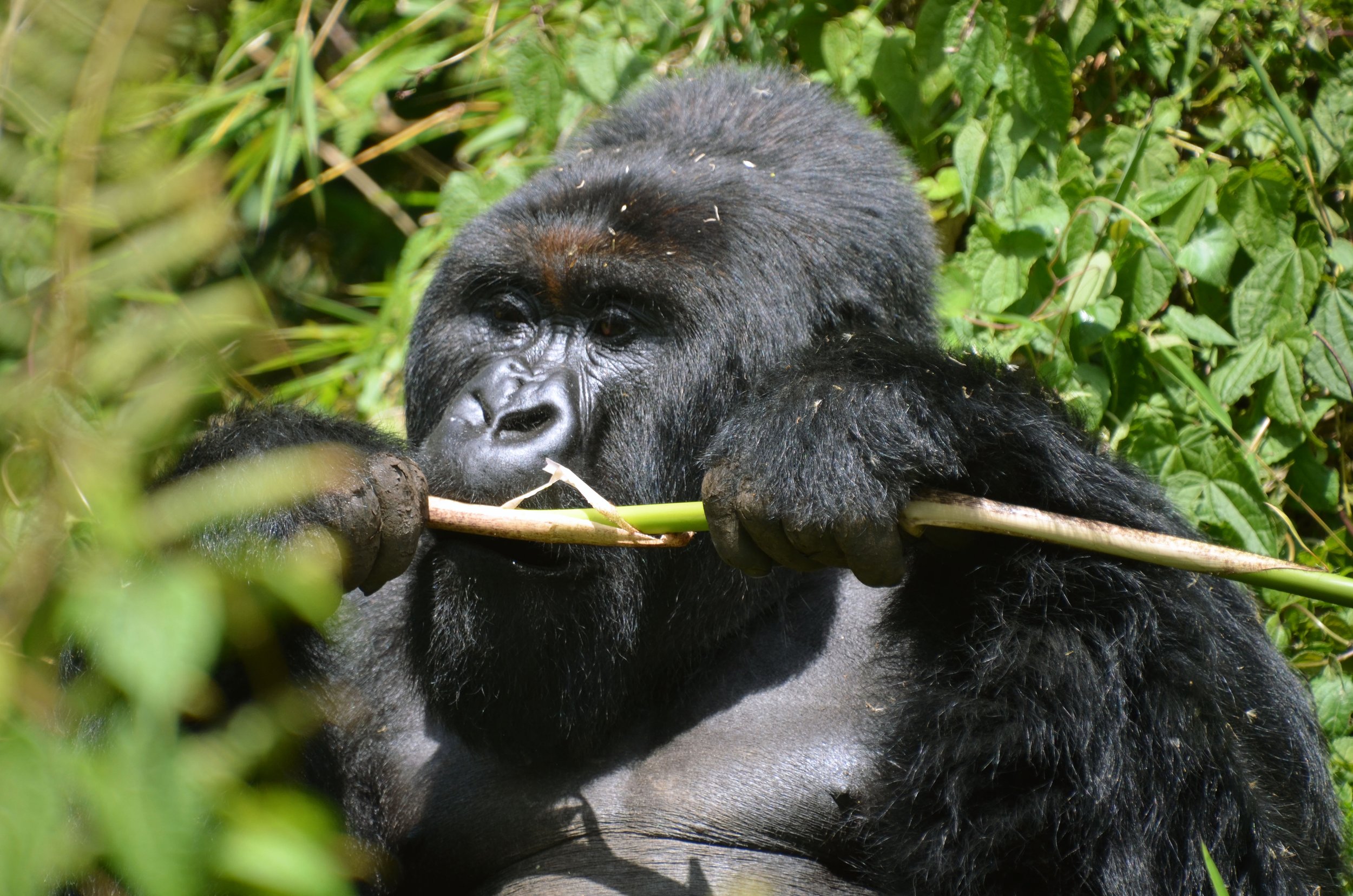 Pato, Silverback of the Virunga Mountains